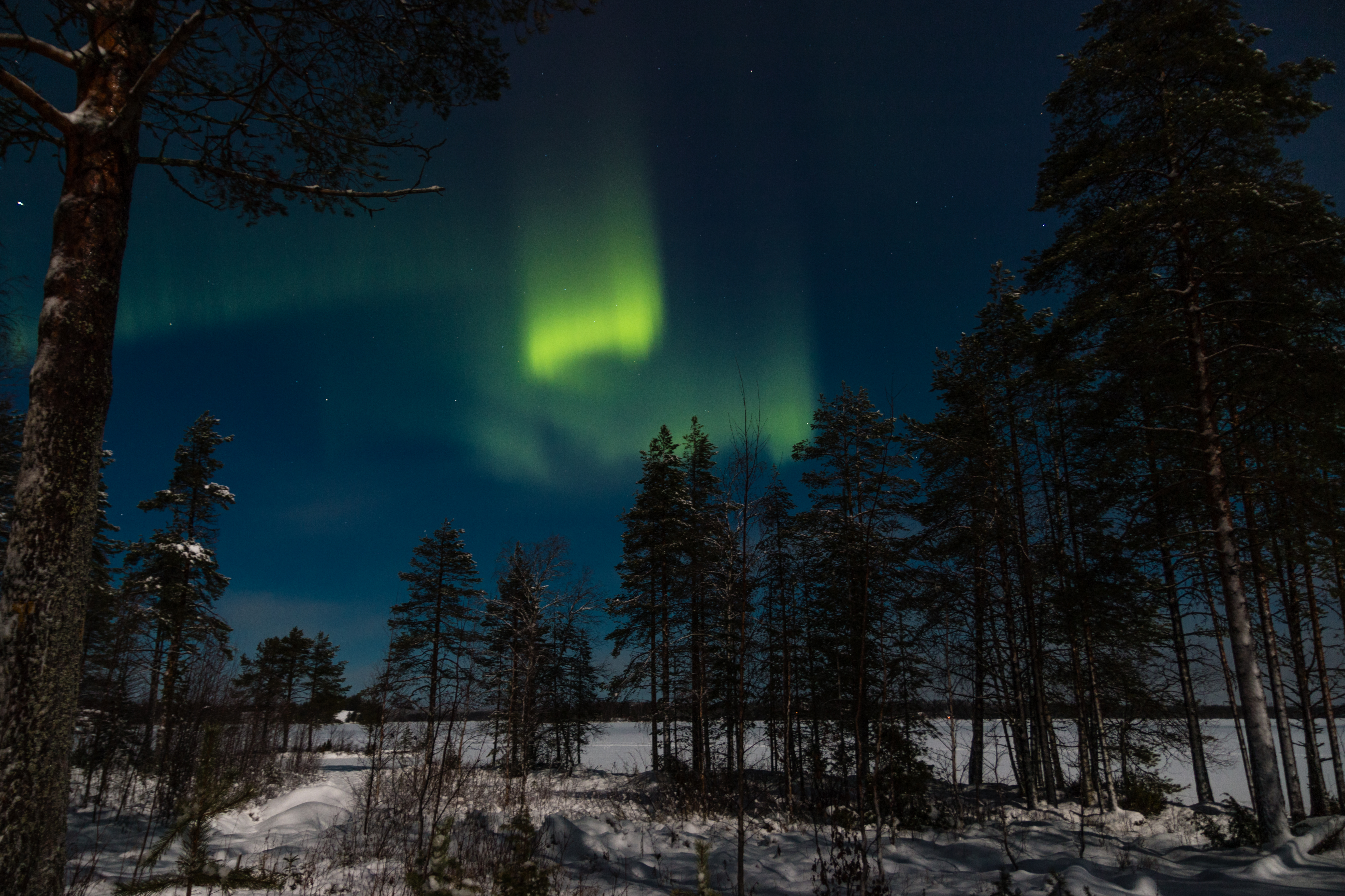 nature, aurora borealis, aurora, winter, trees, sky, night, forest, northern lights