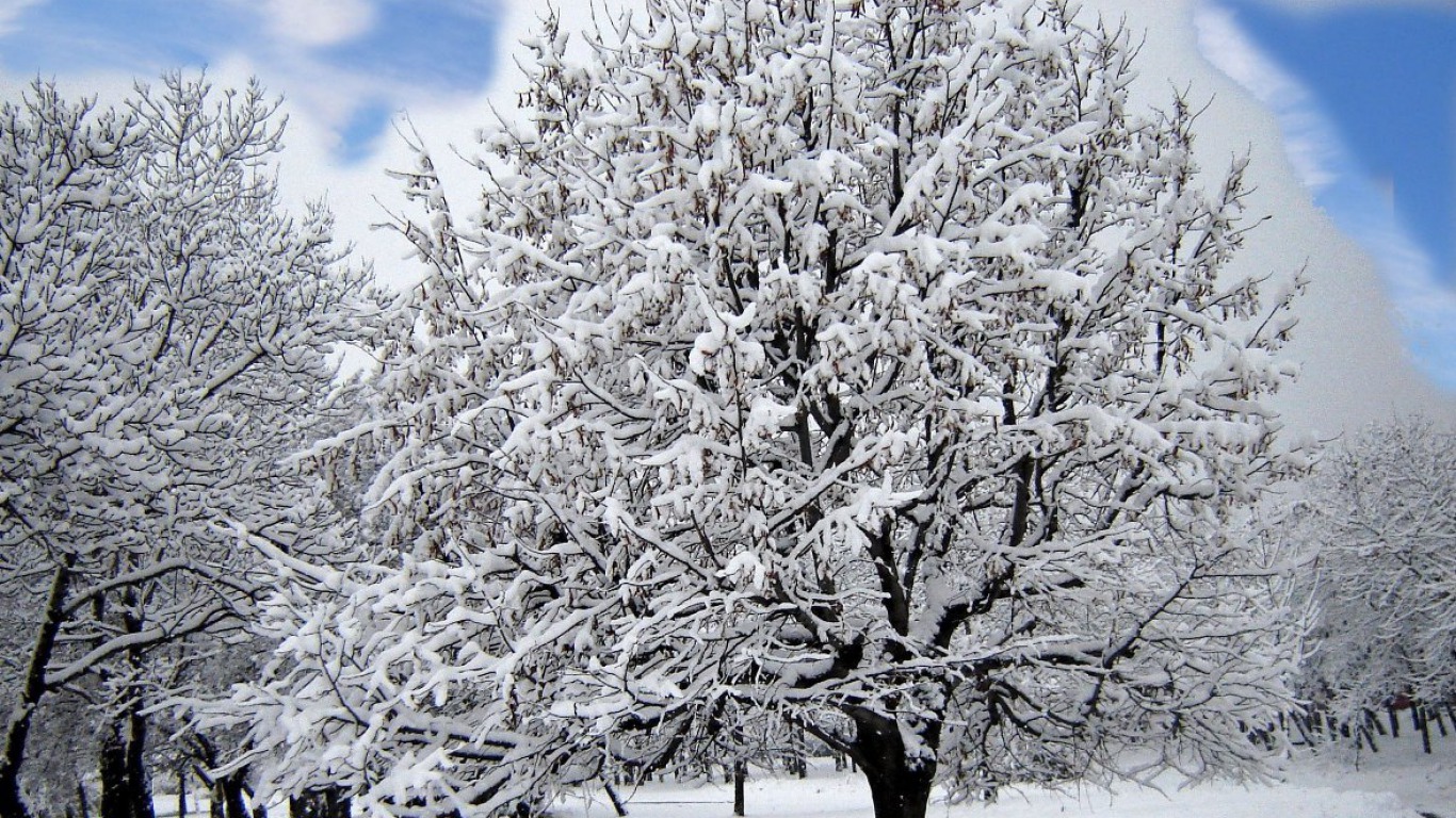 Free download wallpaper Winter, Nature, Trees, Snow, Tree, Earth on your PC desktop