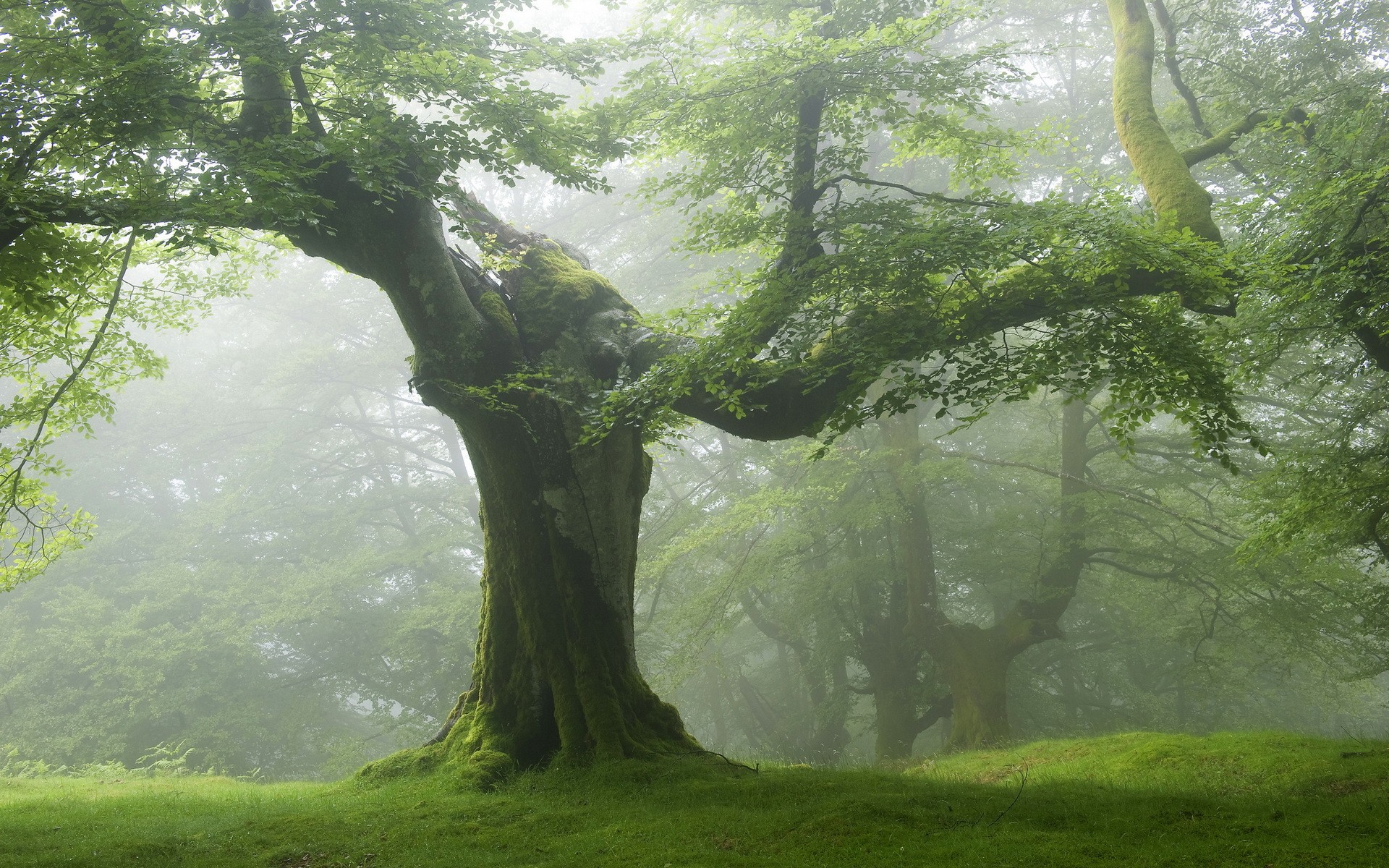 Laden Sie das Wald, Baum, Nebel, Erde/natur-Bild kostenlos auf Ihren PC-Desktop herunter