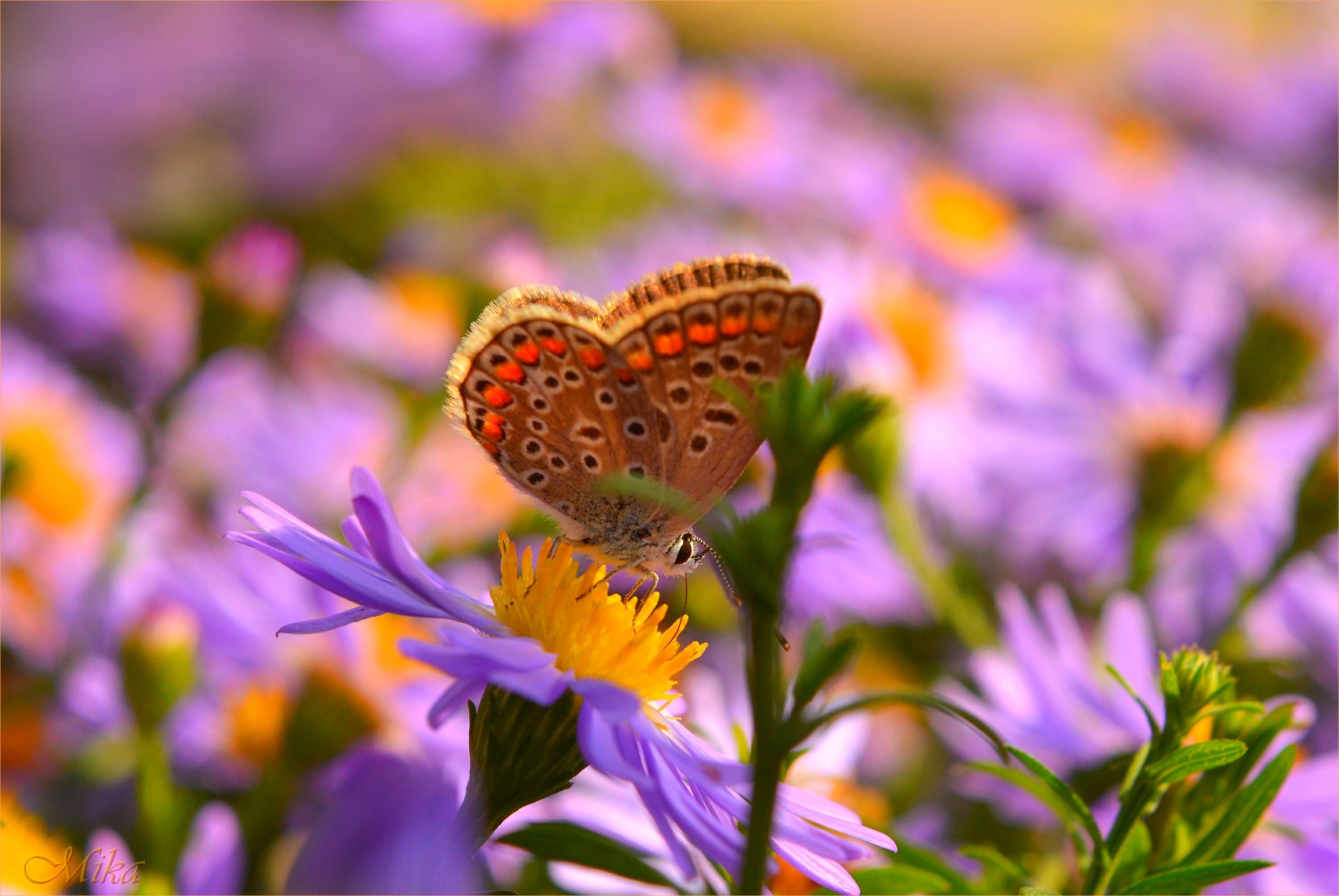 Download mobile wallpaper Flower, Macro, Butterfly, Animal for free.