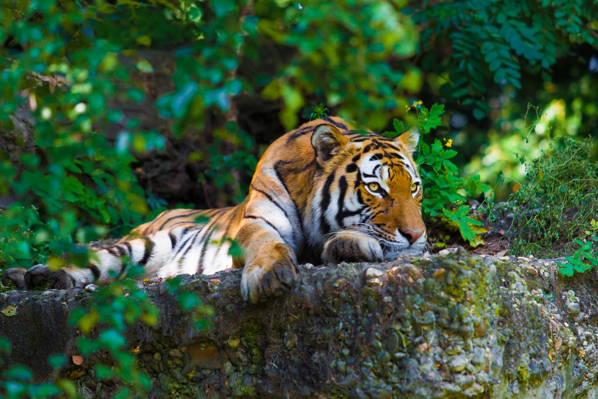 Free download wallpaper Cats, Animal, Tiger on your PC desktop