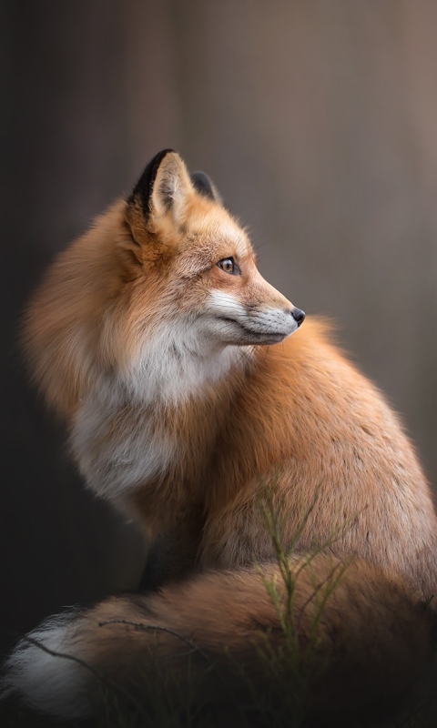 Download mobile wallpaper Fox, Animal for free.