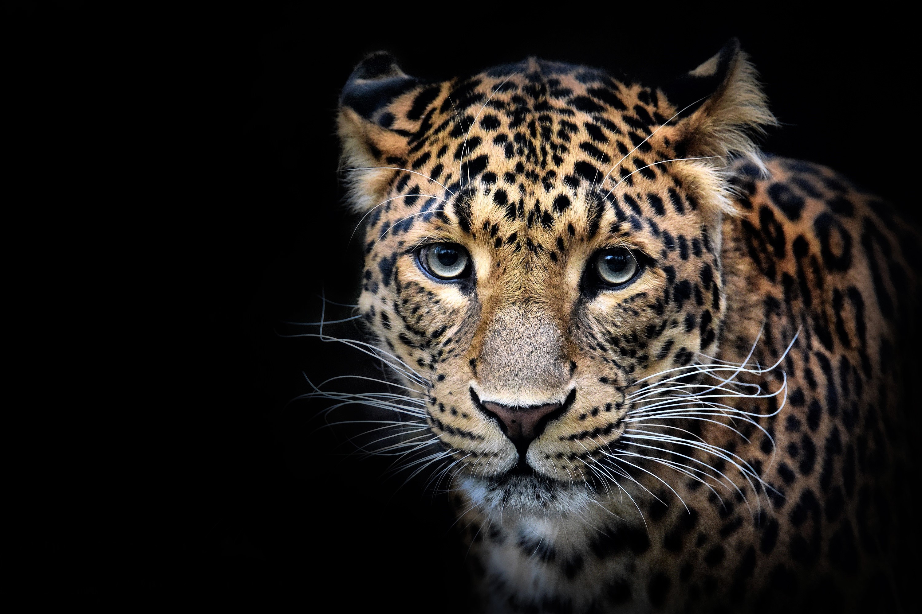 Laden Sie das Tiere, Katzen, Leopard, Gesicht-Bild kostenlos auf Ihren PC-Desktop herunter