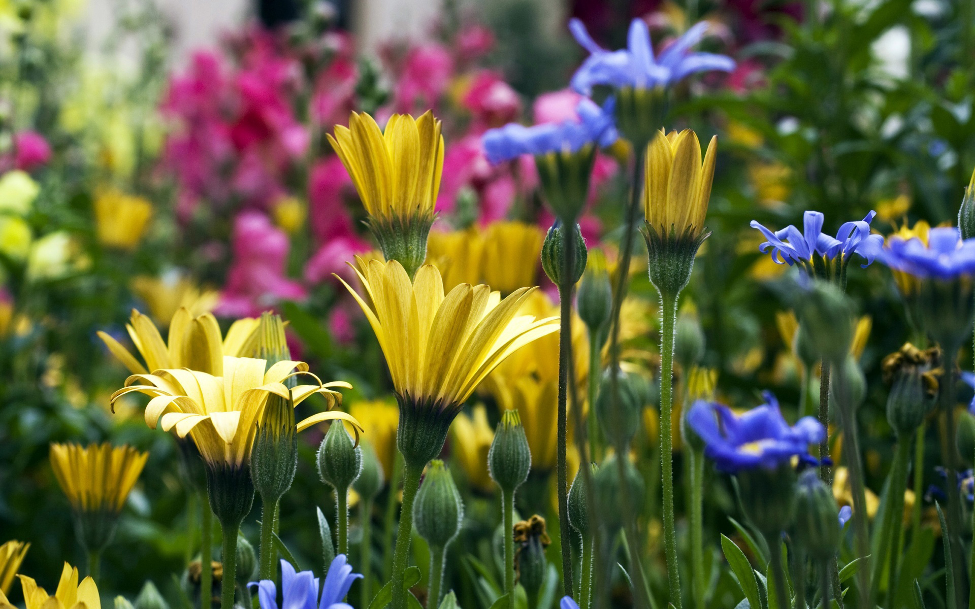 Téléchargez gratuitement l'image Fleur, Terre/nature sur le bureau de votre PC