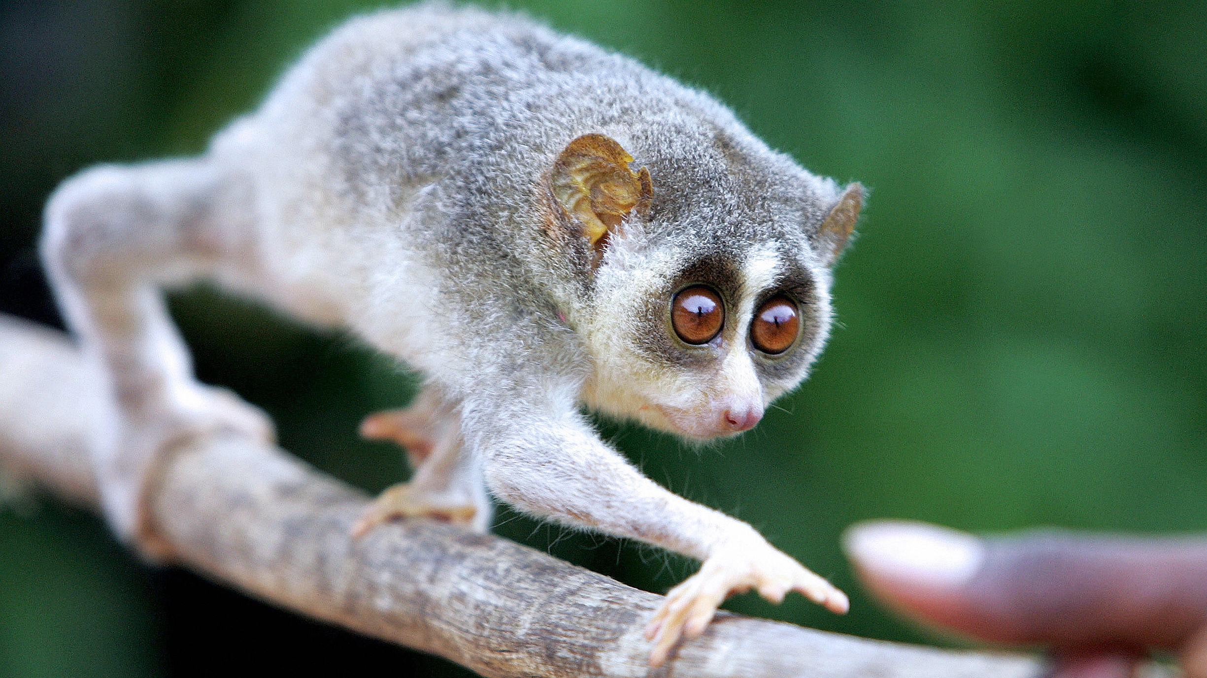 Baixe gratuitamente a imagem Animais, Macacos, Macaco na área de trabalho do seu PC