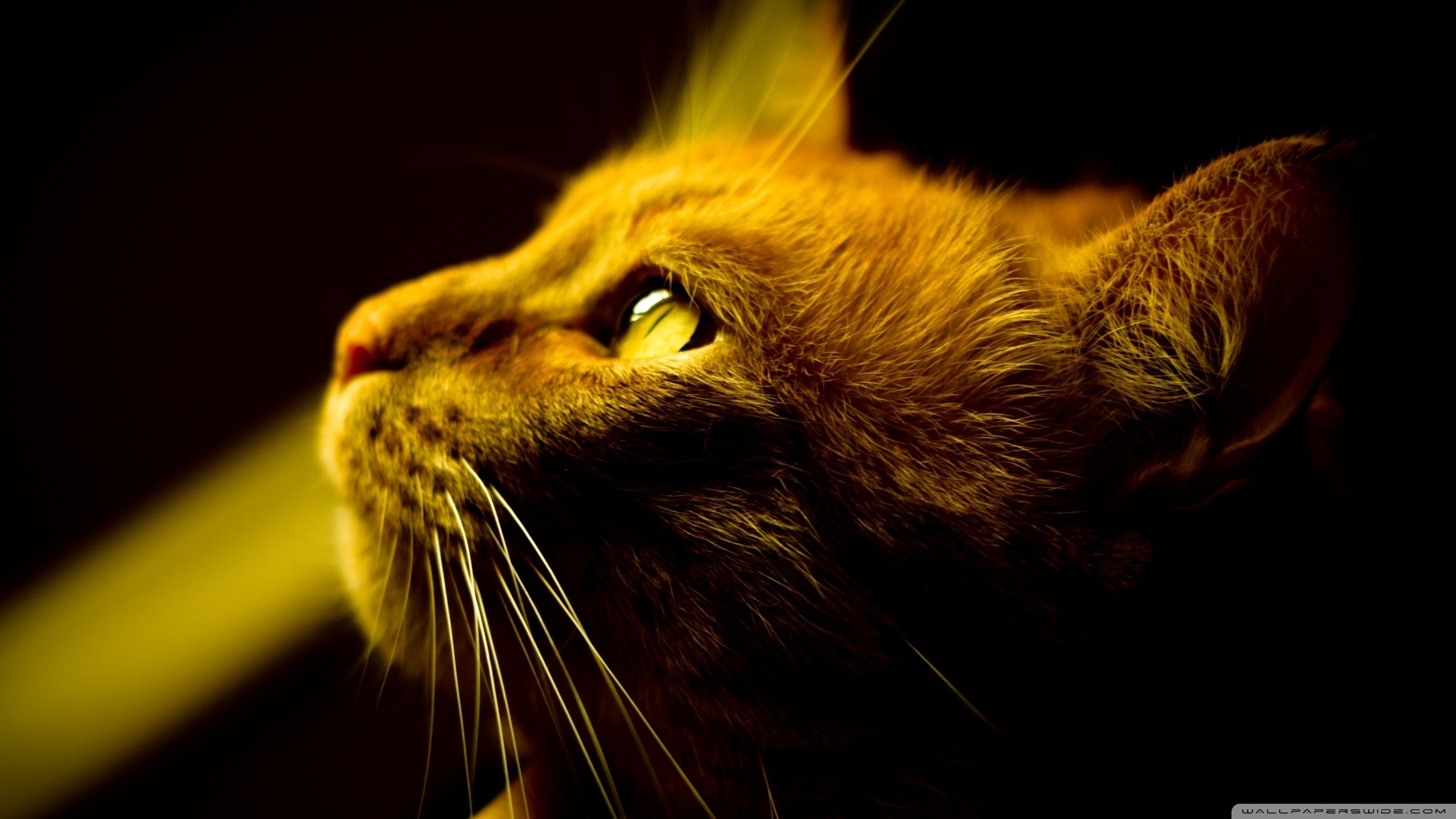 Free download wallpaper Cat, Cats, Animal on your PC desktop