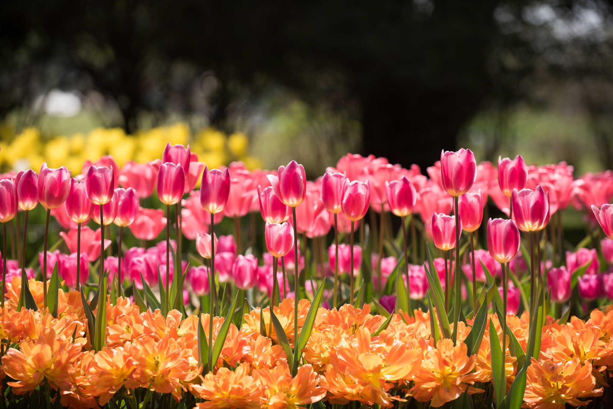 Descarga gratuita de fondo de pantalla para móvil de Naturaleza, Flores, Flor, Flor Rosa, Tulipán, Tierra/naturaleza, Profundidad De Campo.