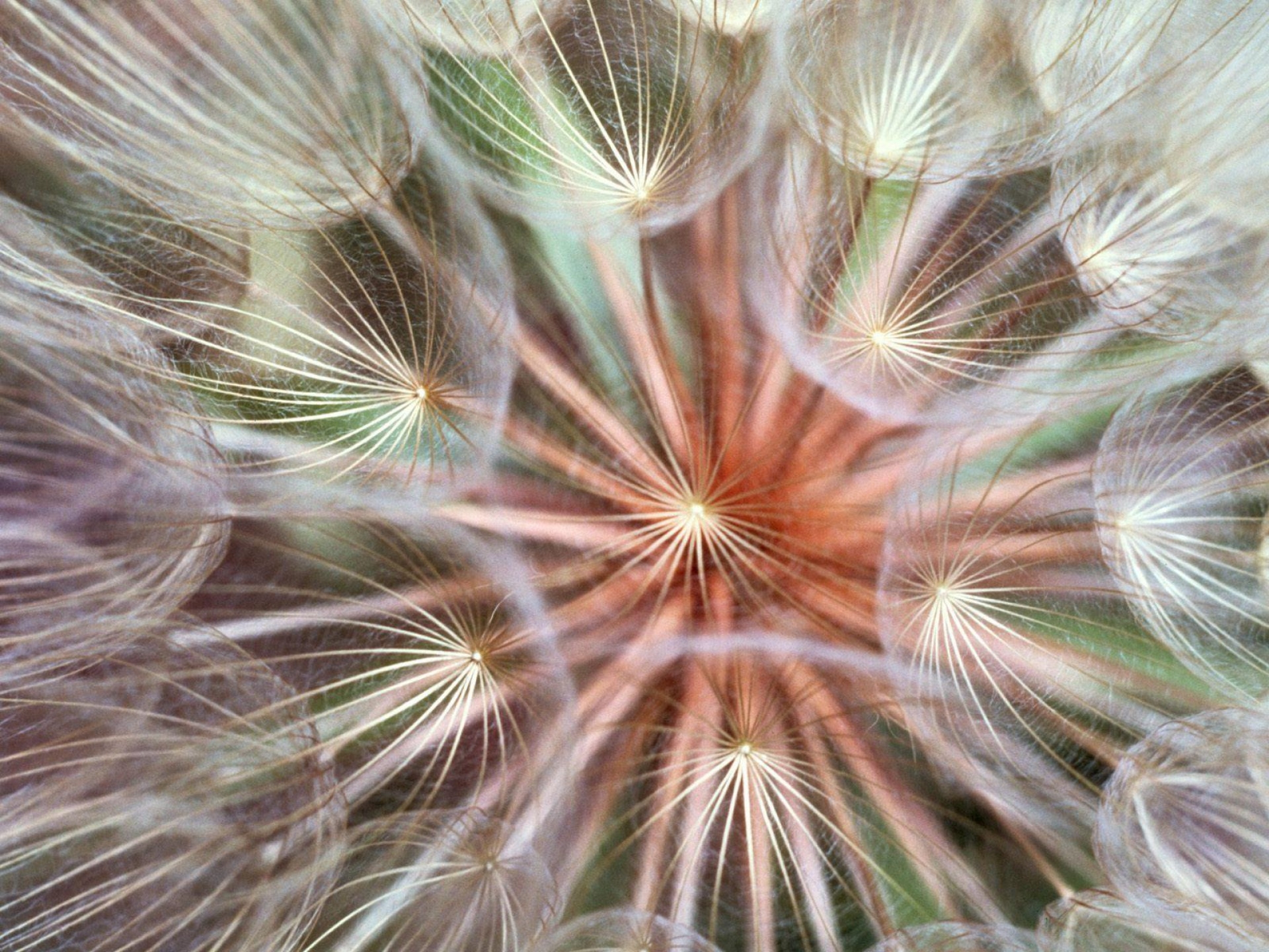 dandelion, flower, macro, fluff, fuzz, seeds, seed 1080p