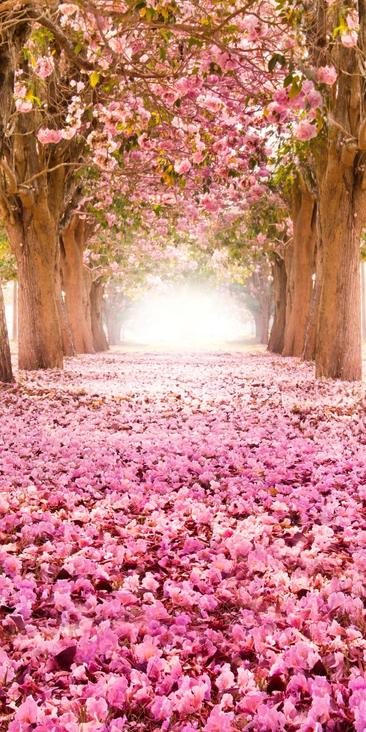 Скачати мобільні шпалери Сакура, Парк, Дерево, Цвітіння, Земля, Весна, Рожева Квітка безкоштовно.