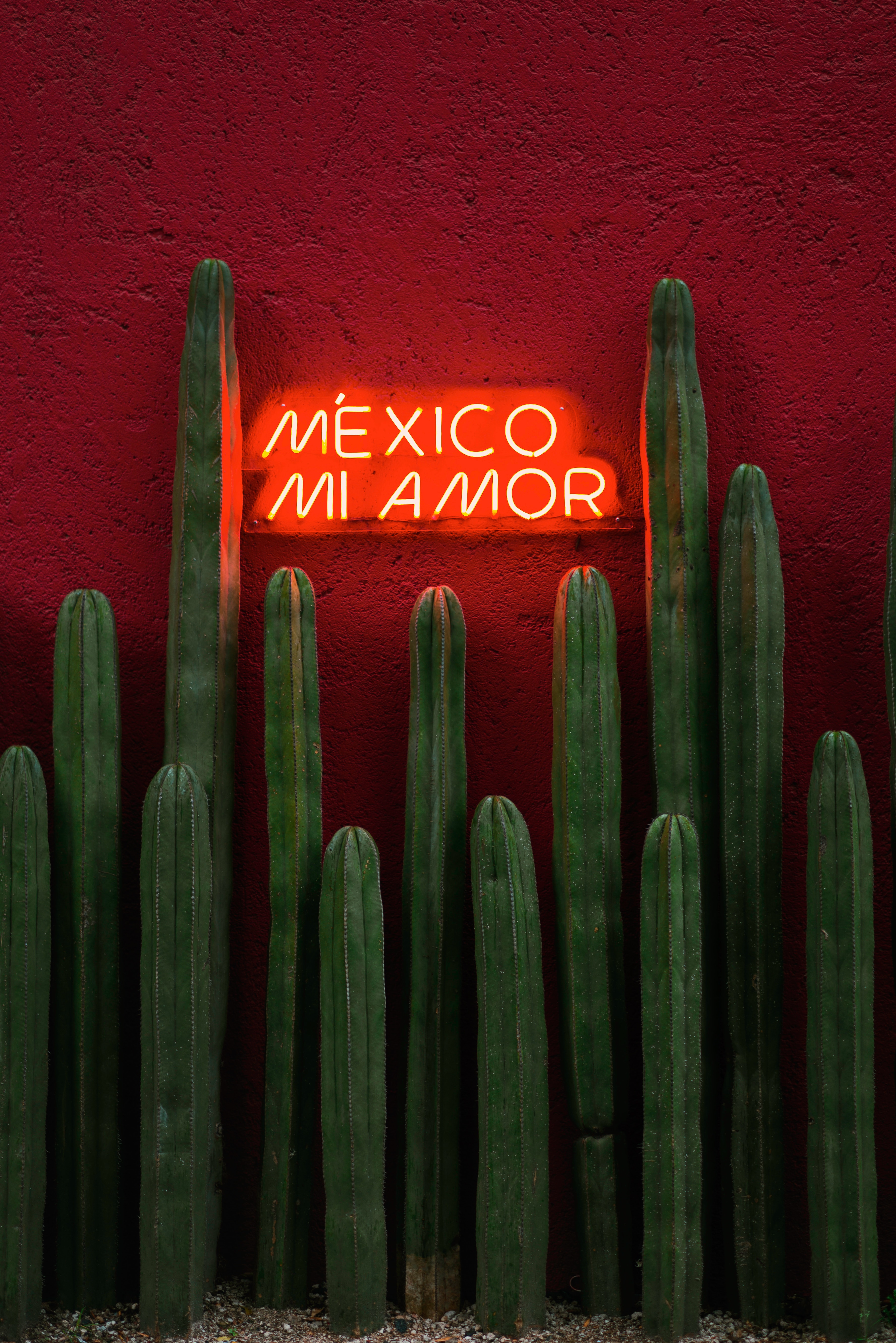 neon, cactuses, red, words, text, sign, signboard