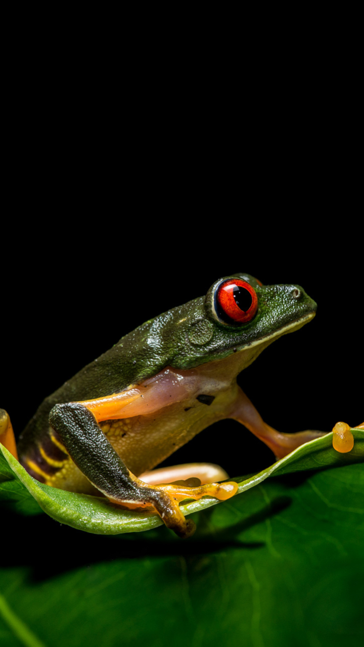 Download mobile wallpaper Frogs, Animal, Frog, Amphibian, Tree Frog, Red Eyed Tree Frog for free.