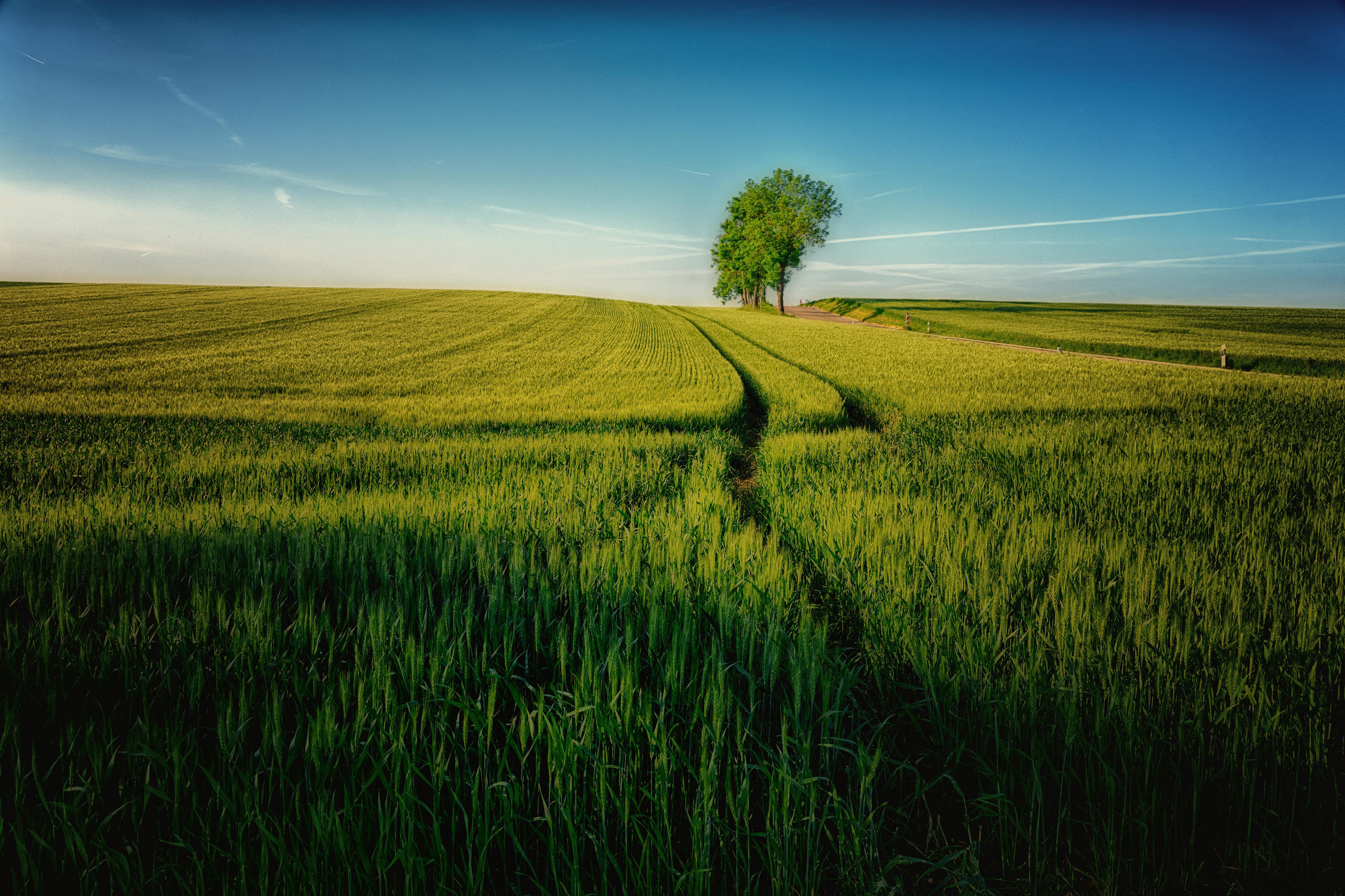 Free download wallpaper Nature, Earth, Field on your PC desktop