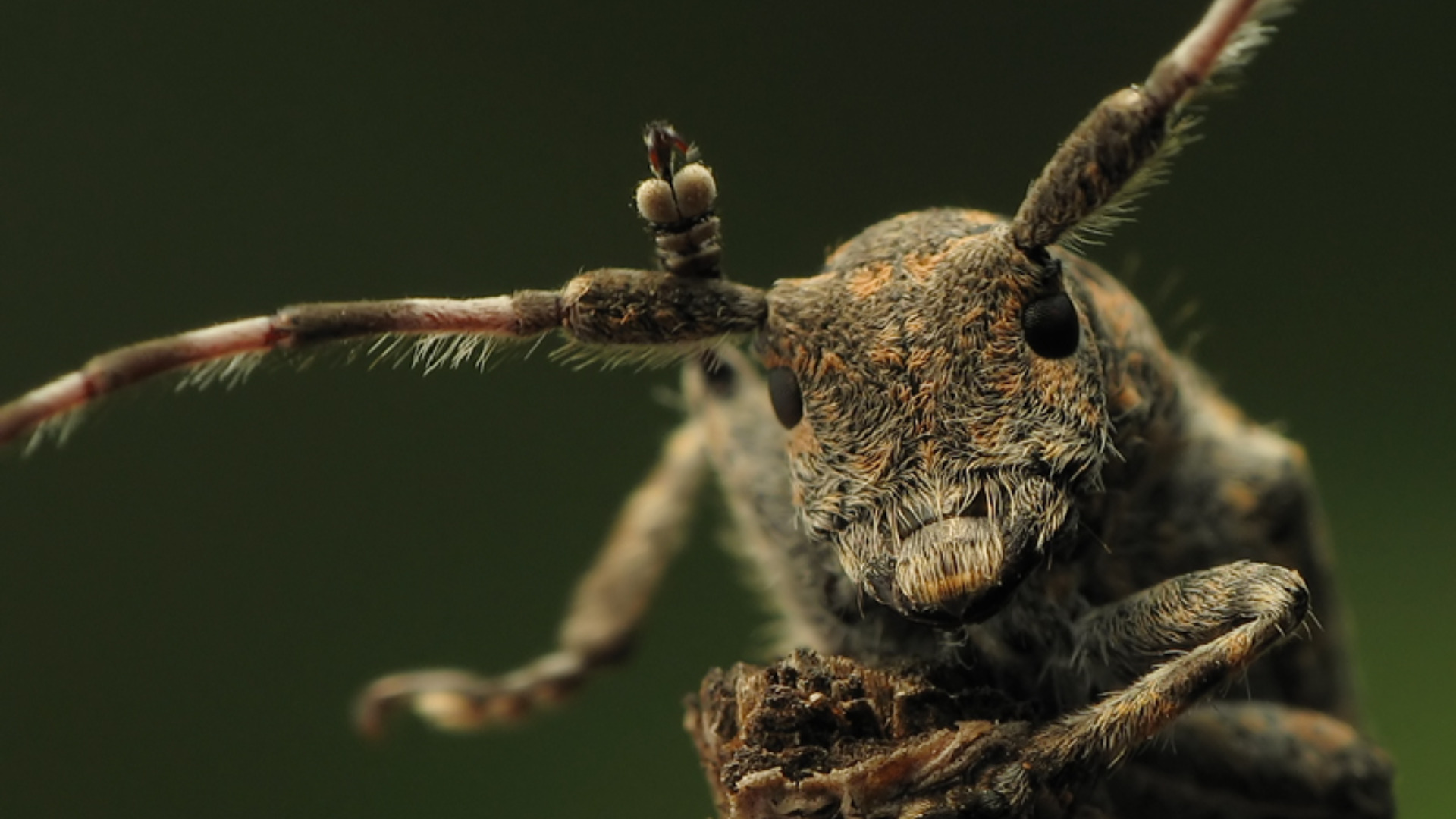 Téléchargez des papiers peints mobile Animaux, Insecte gratuitement.