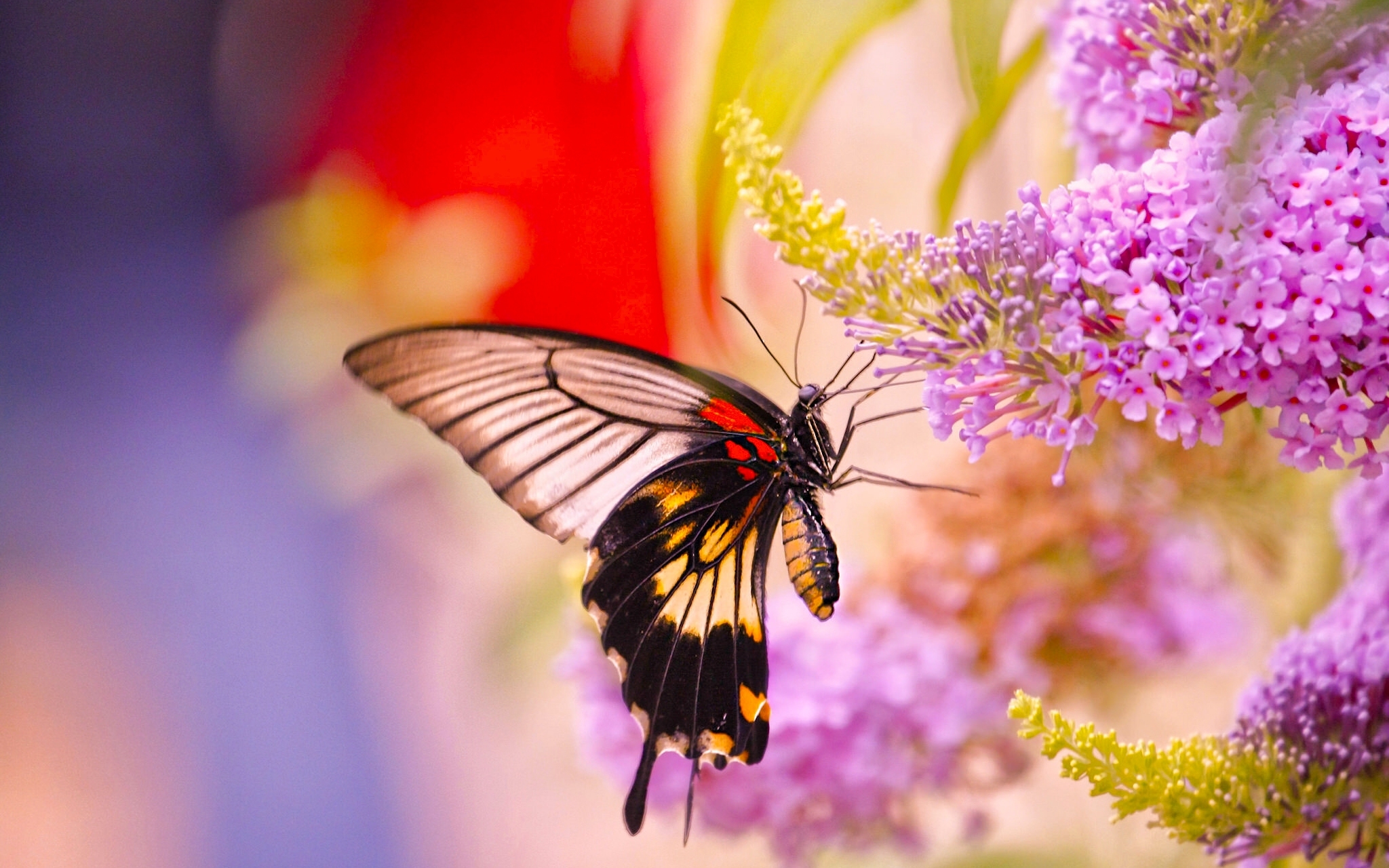 Download mobile wallpaper Butterfly, Animal for free.