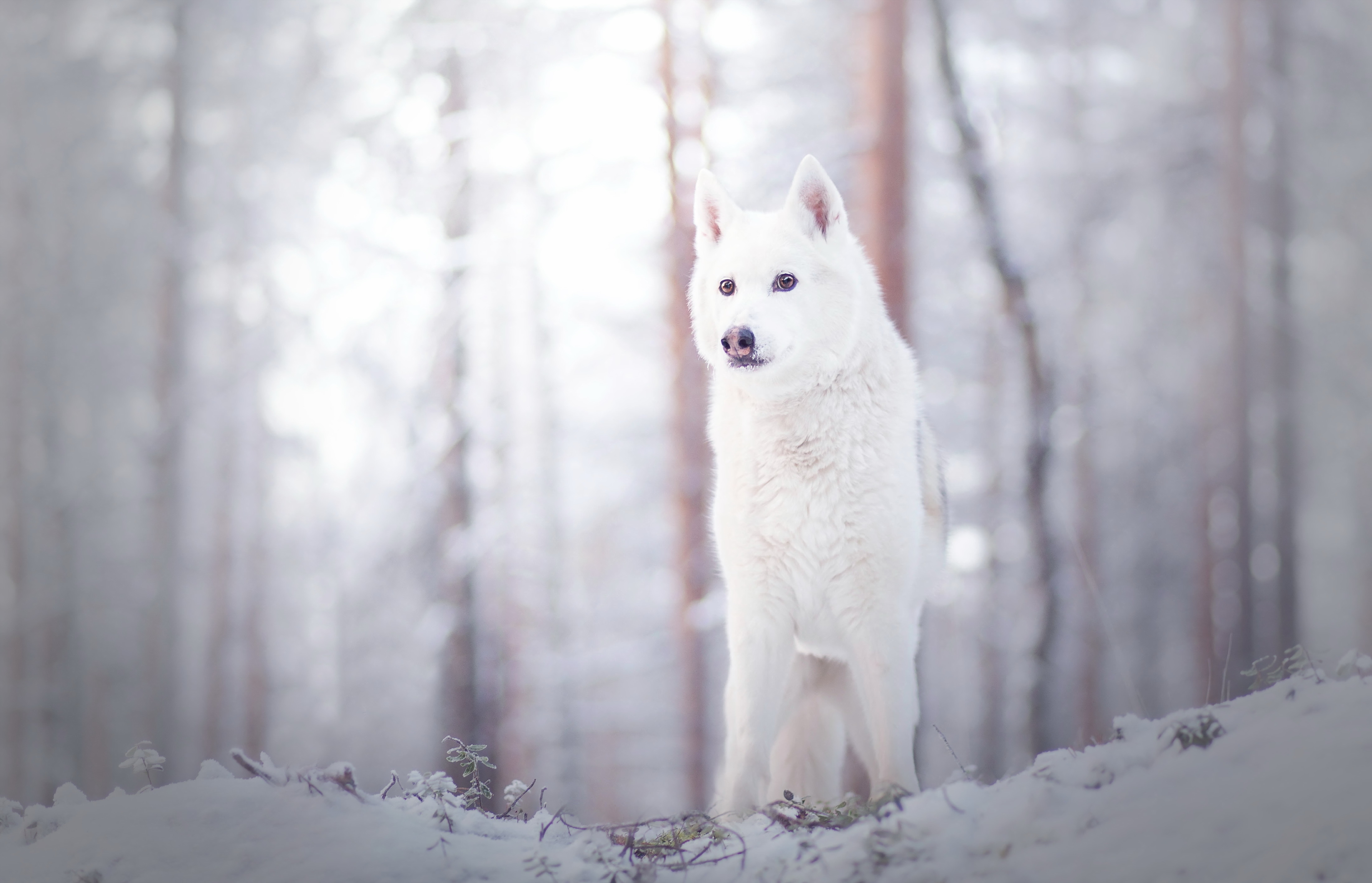Free download wallpaper Winter, Wolf, Animal, Wolves on your PC desktop