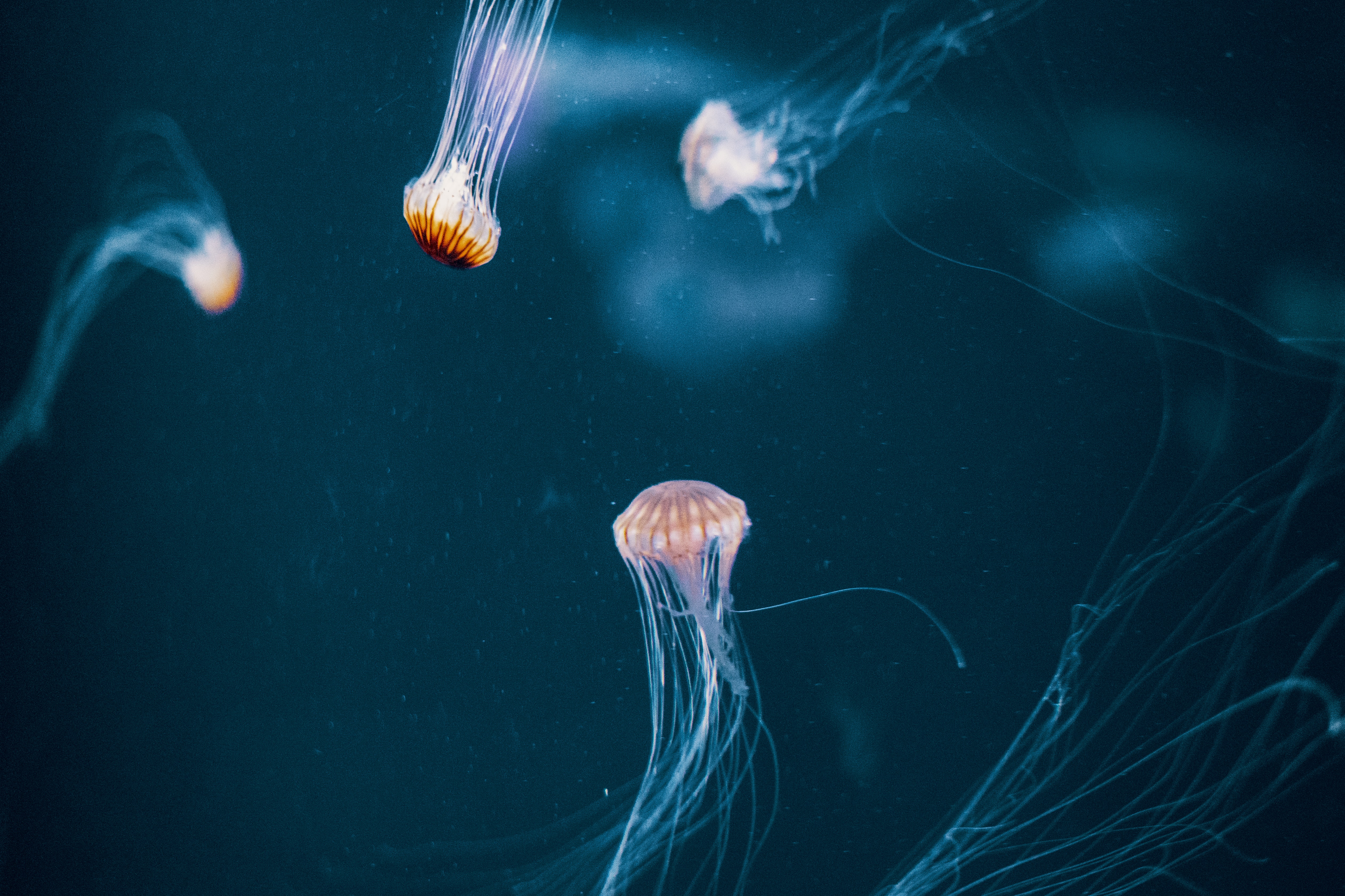 Téléchargez gratuitement l'image Tentacule, Jellyfish, Sombre, Monde Sous Marin sur le bureau de votre PC