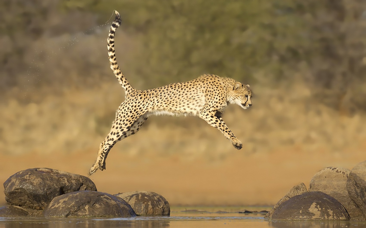 258638 Bild herunterladen tiere, gepard, katze, katzen - Hintergrundbilder und Bildschirmschoner kostenlos