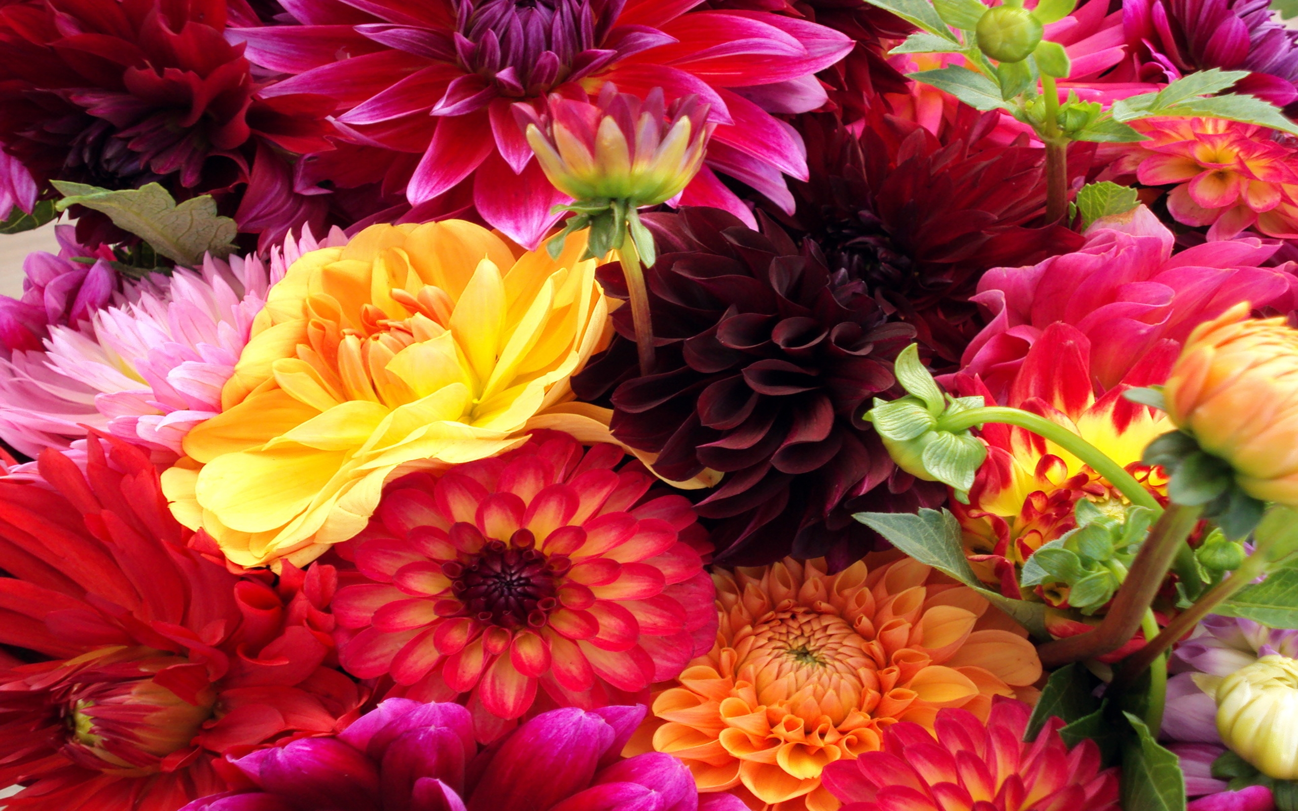Free download wallpaper Flowers, Flower, Earth, Colors, Colorful, Dahlia, Yellow Flower, Purple Flower, Pink Flower on your PC desktop