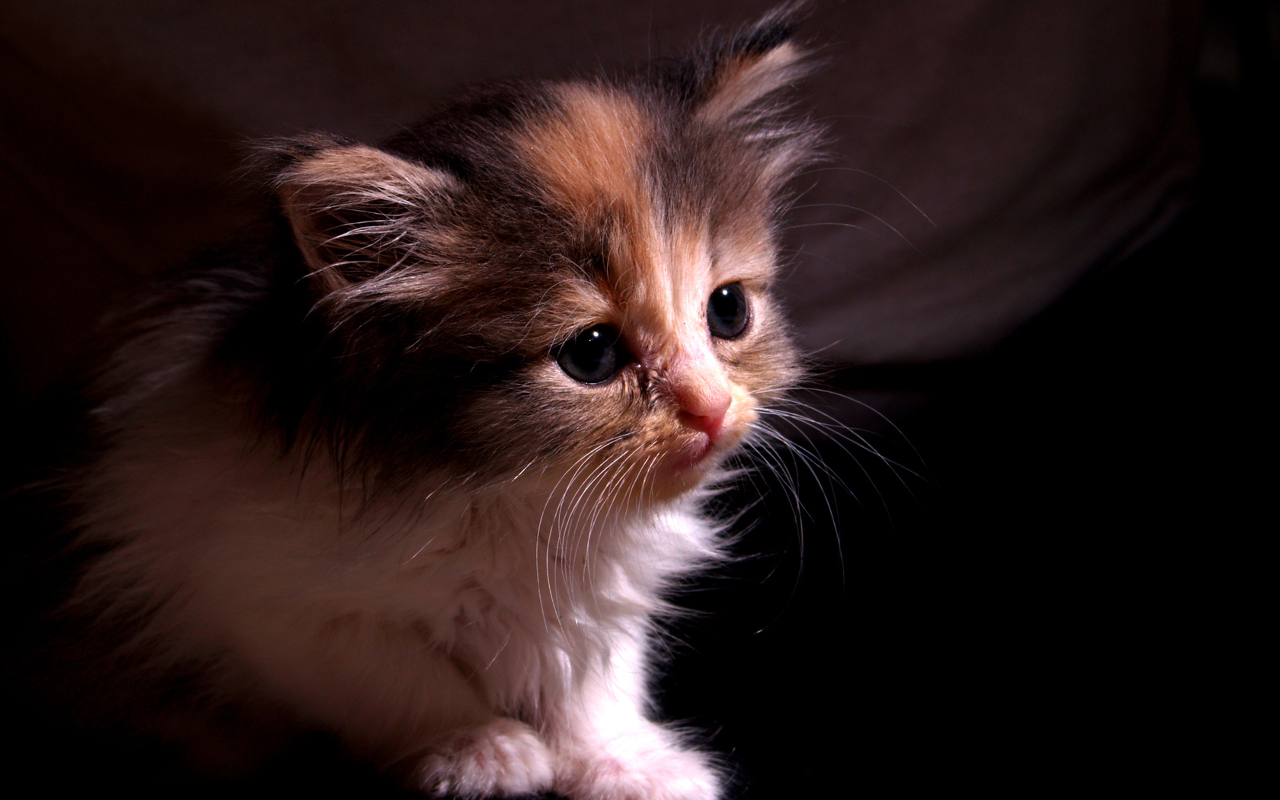 Baixar papel de parede para celular de Animais, Gatos, Gato gratuito.