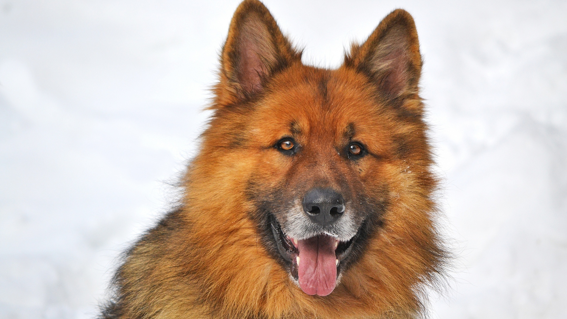Download mobile wallpaper Dog, Animal, German Shepherd for free.