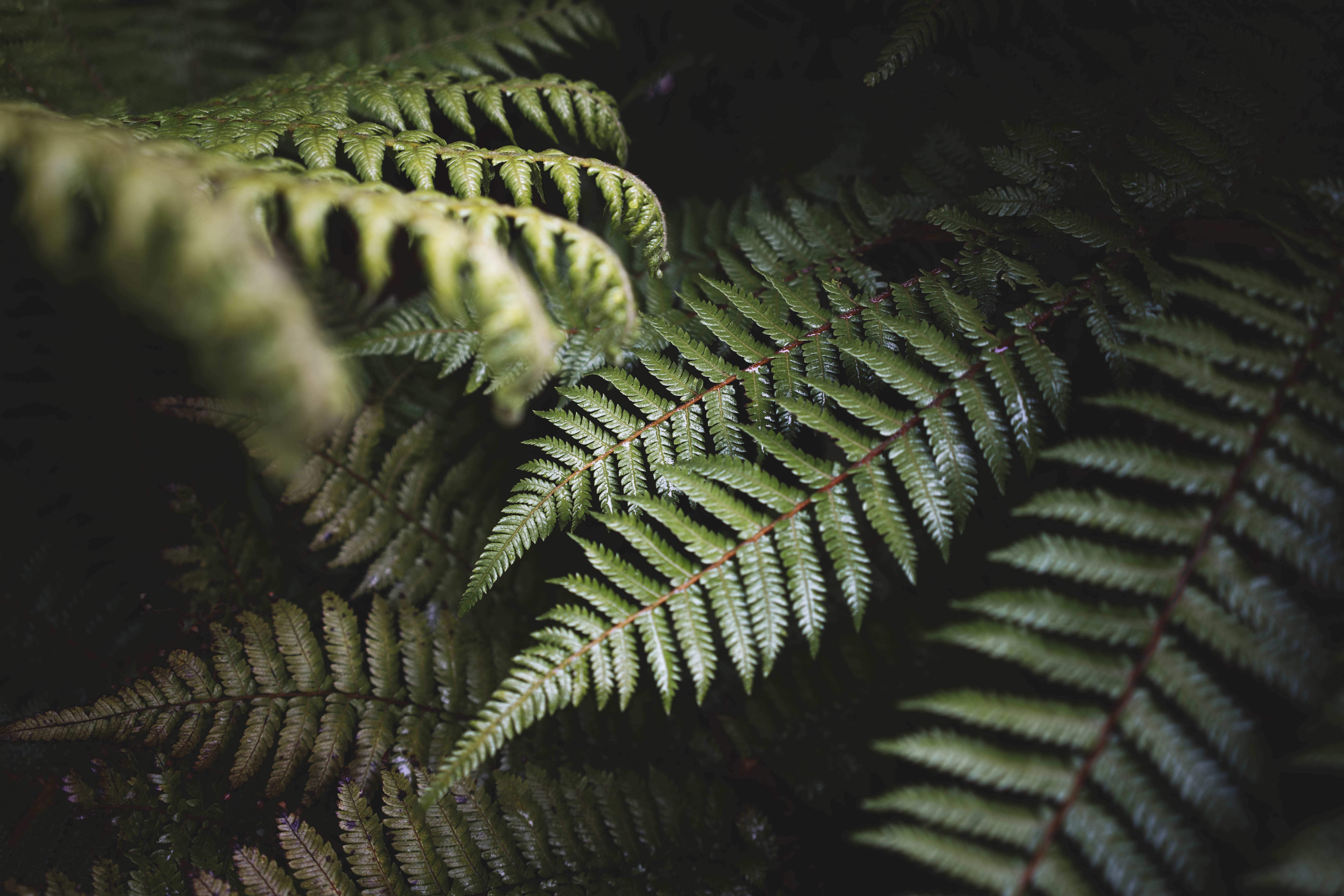 Free download wallpaper Leaves, Bush, Plant, Fern, Nature on your PC desktop