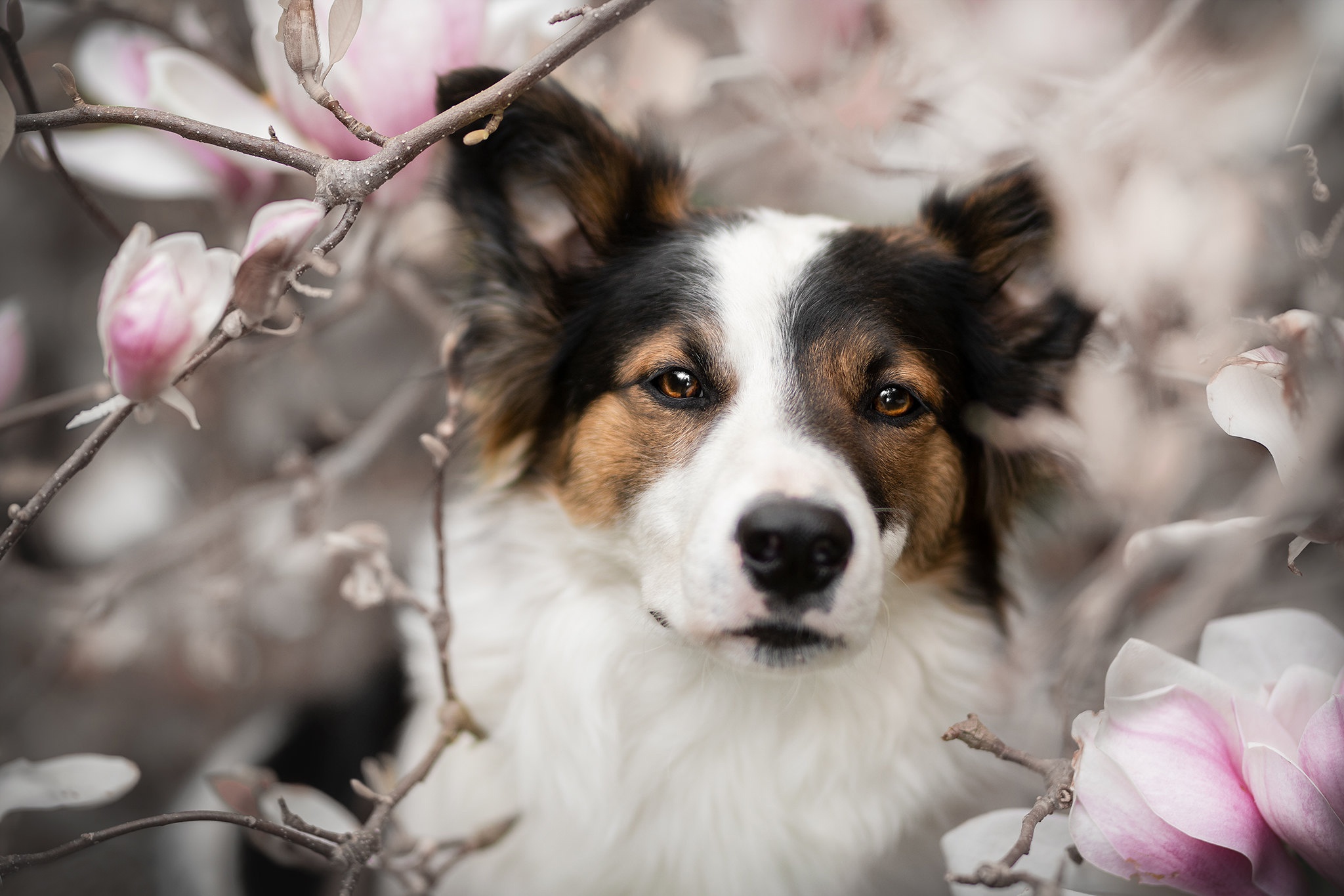 Download mobile wallpaper Dogs, Dog, Animal, Australian Shepherd, Blossom for free.