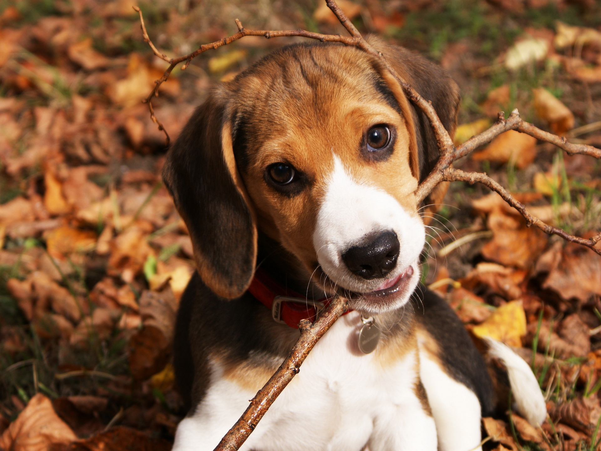 Descarga gratuita de fondo de pantalla para móvil de Animales, Beagle.