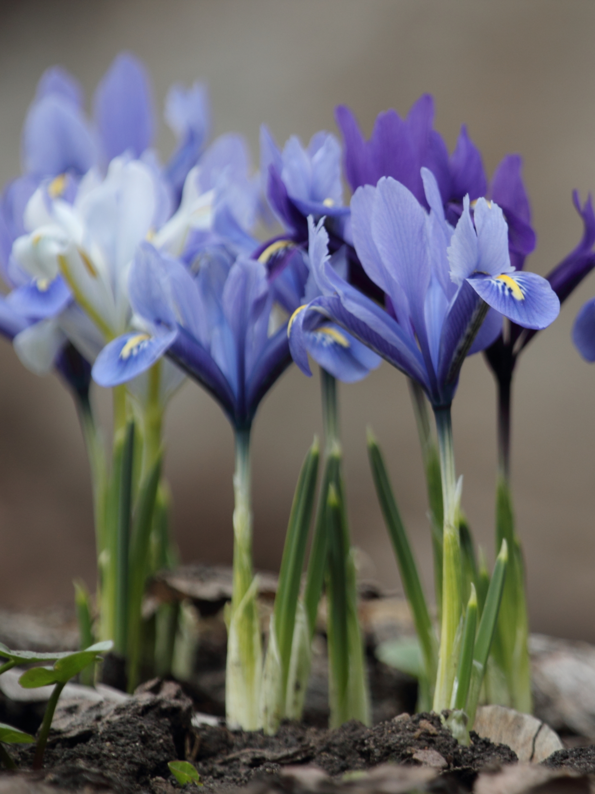 Descarga gratuita de fondo de pantalla para móvil de Naturaleza, Flores, Flor, Primavera, Flor Purpura, Tierra/naturaleza.