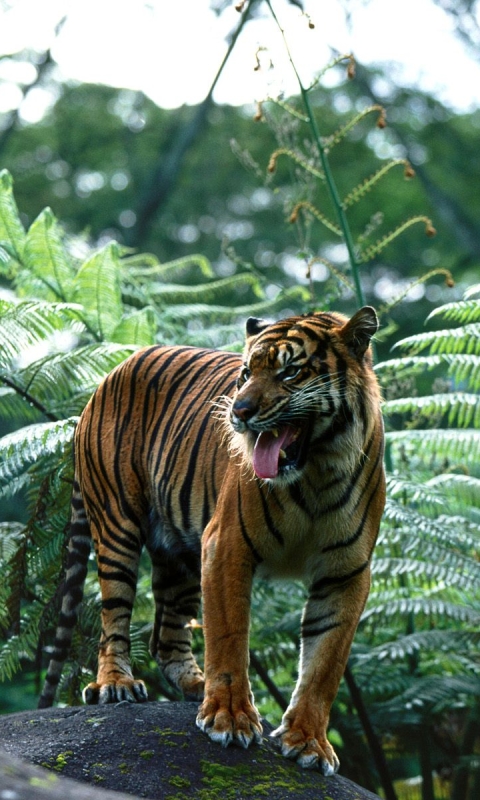 Téléchargez des papiers peints mobile Animaux, Chats, Tigre gratuitement.