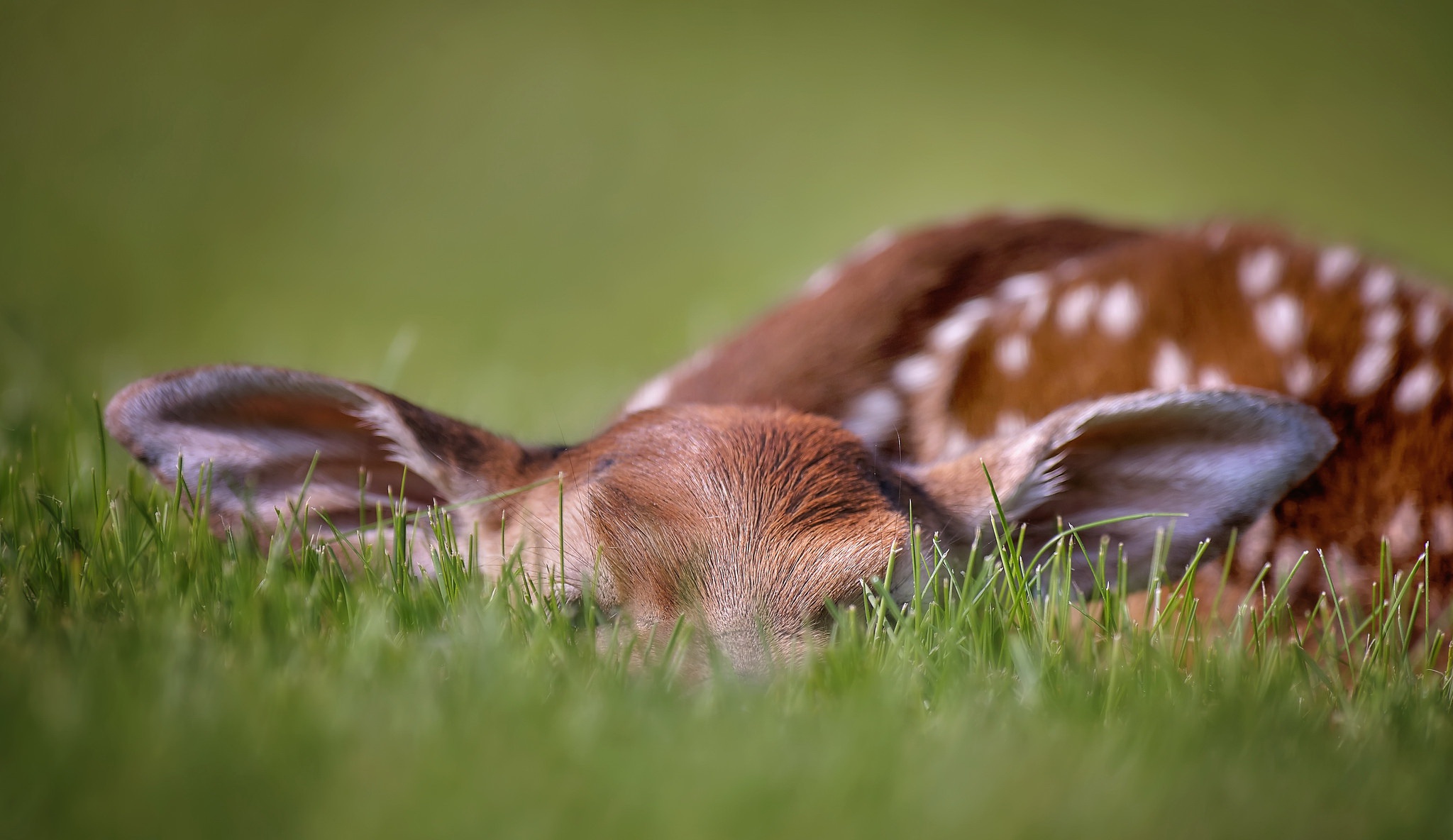 grass, animal, deer, baby animal, fawn