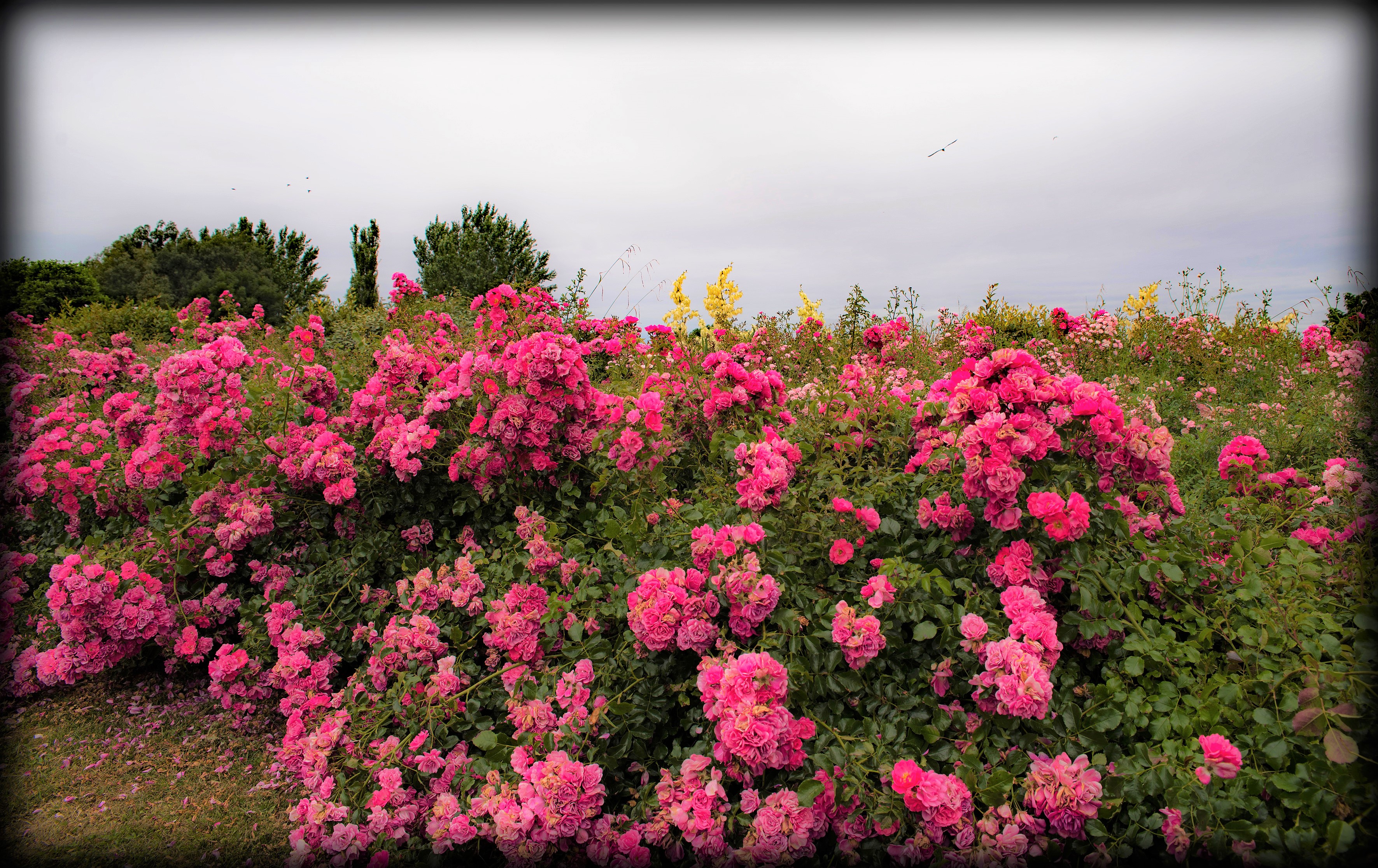 Handy-Wallpaper Blumen, Blume, Rose, Erde/natur, Pinke Blume, Rosenstrauch kostenlos herunterladen.