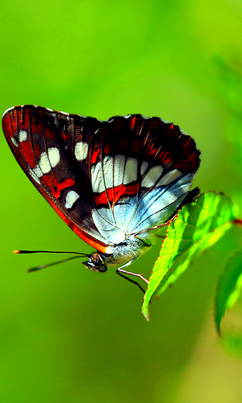 Téléchargez des papiers peints mobile Animaux, Feuille, Insecte, Papillon gratuitement.