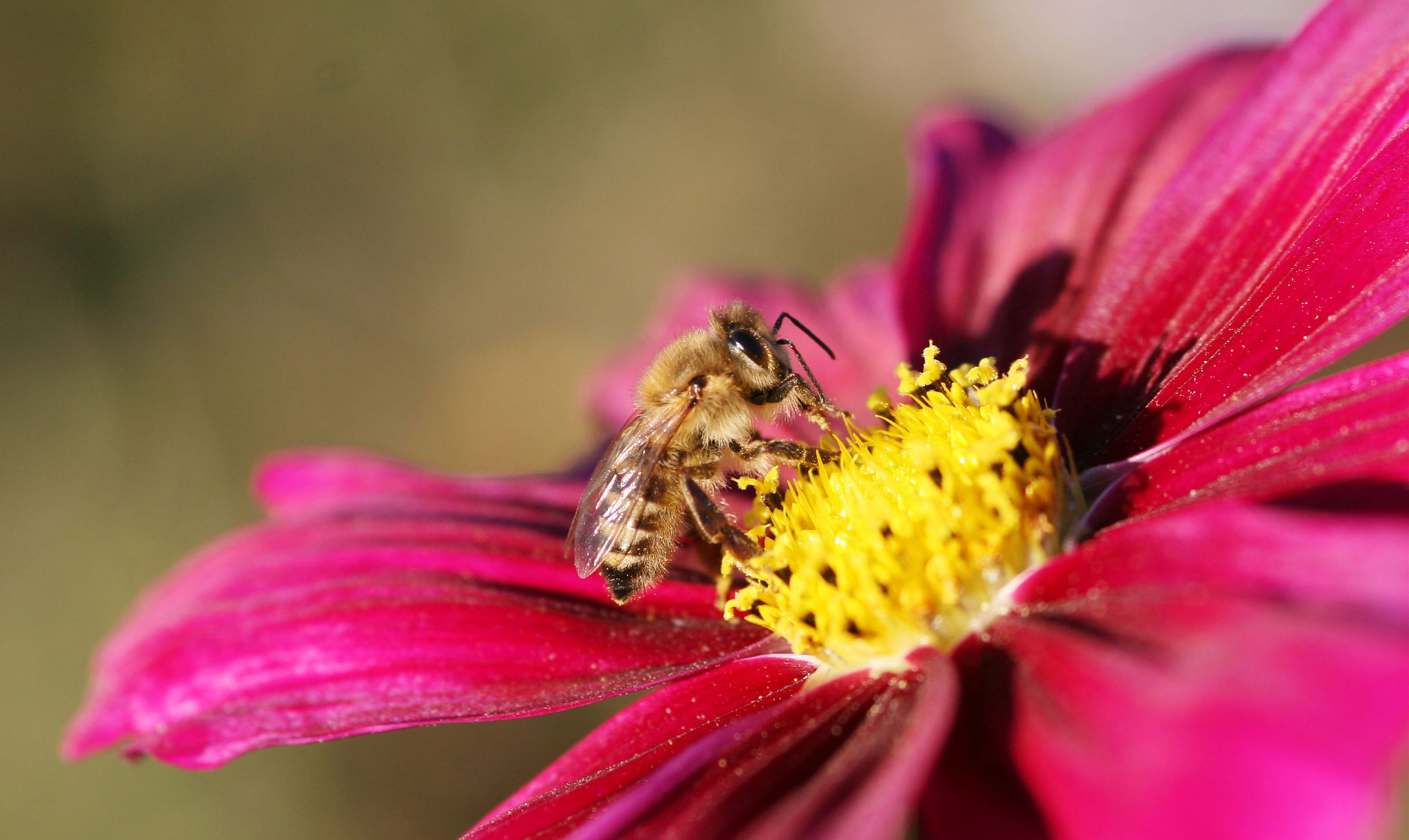 170702 baixar papel de parede animais, abelha, flor, inseto, insetos - protetores de tela e imagens gratuitamente