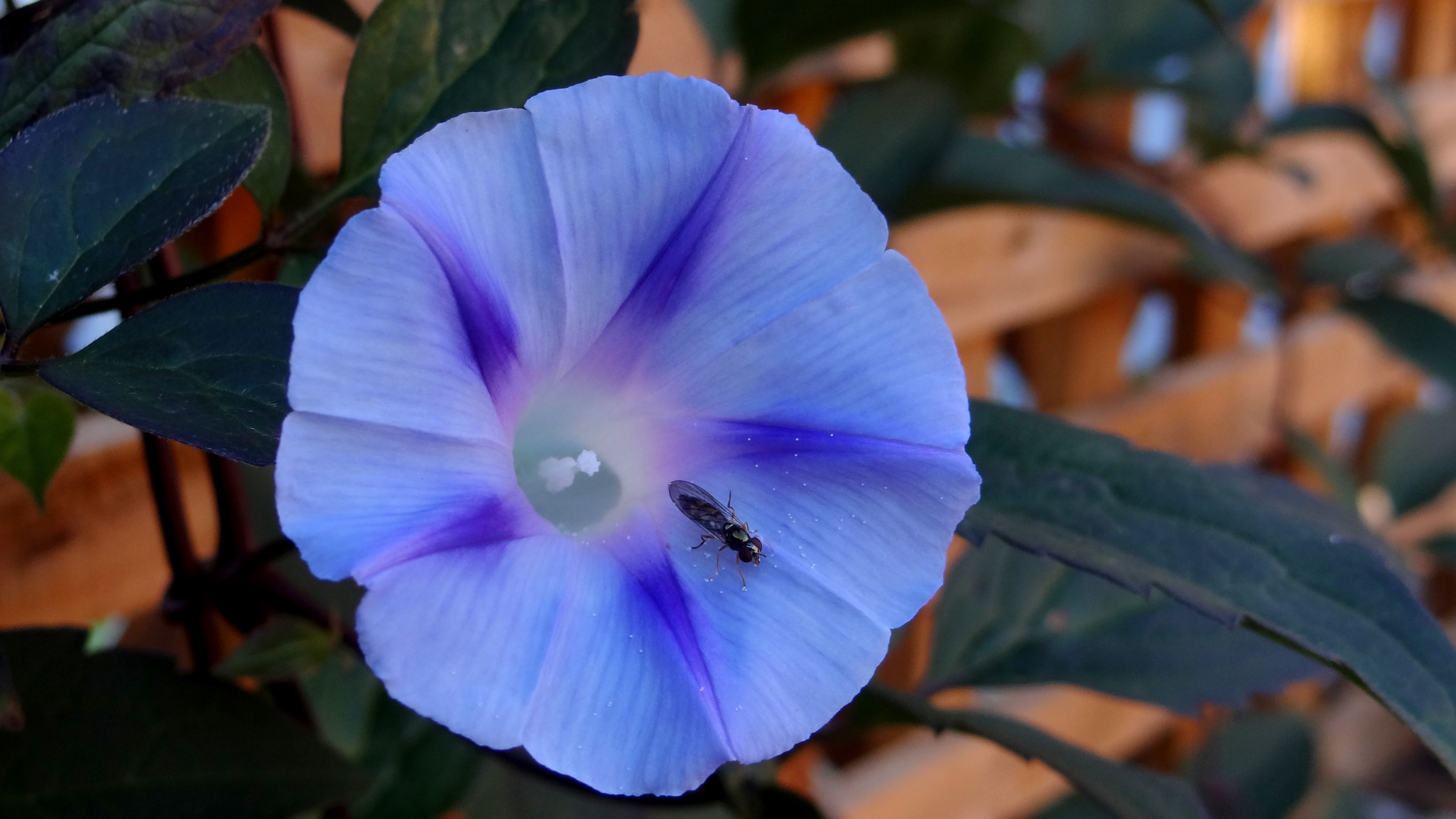 55052 скачать картинку насекомое, цветок, макро, утренняя слава, ipomoea violacea - обои и заставки бесплатно