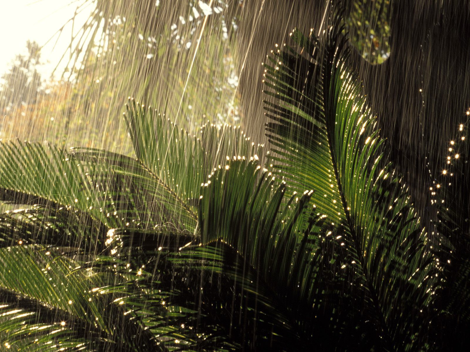 Téléchargez gratuitement l'image Tropical, Photographie sur le bureau de votre PC