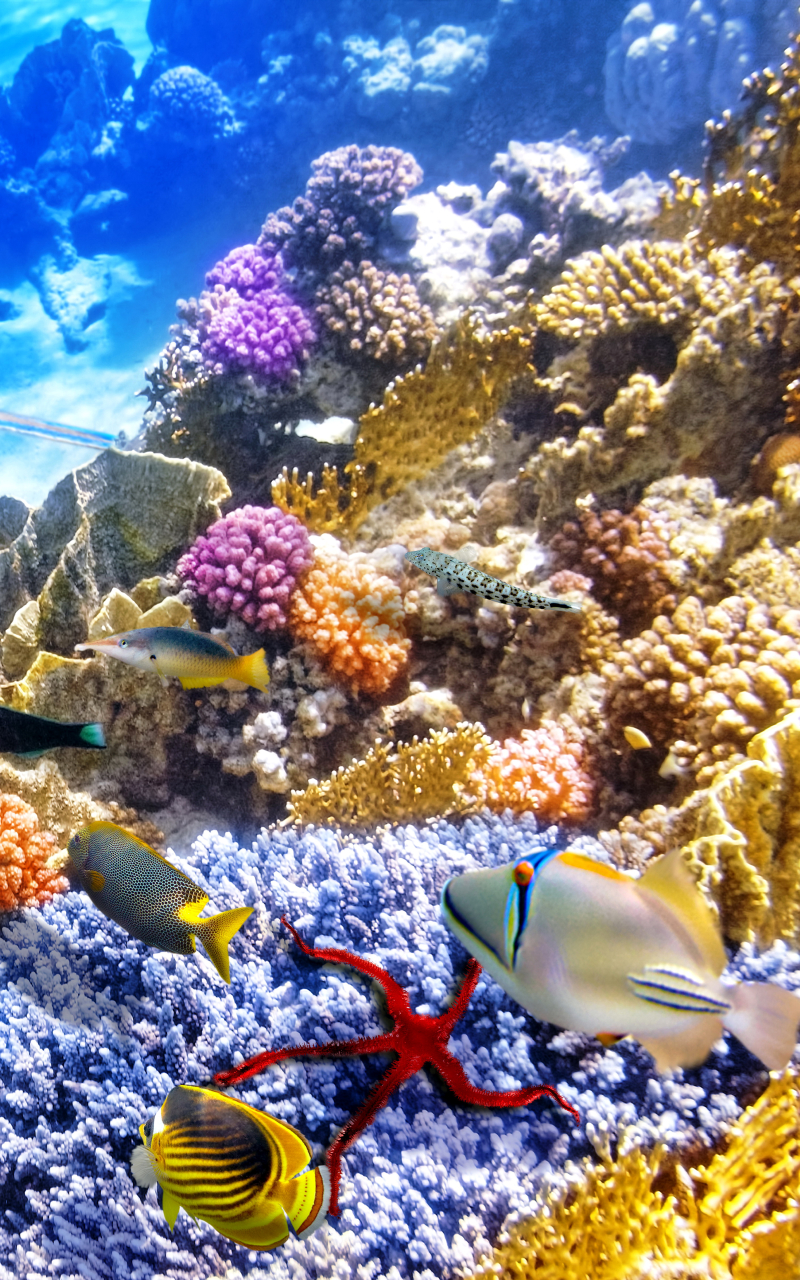 Handy-Wallpaper Tiere, Fische, Koralle, Stachelrochen, Fisch, Unterwasser kostenlos herunterladen.