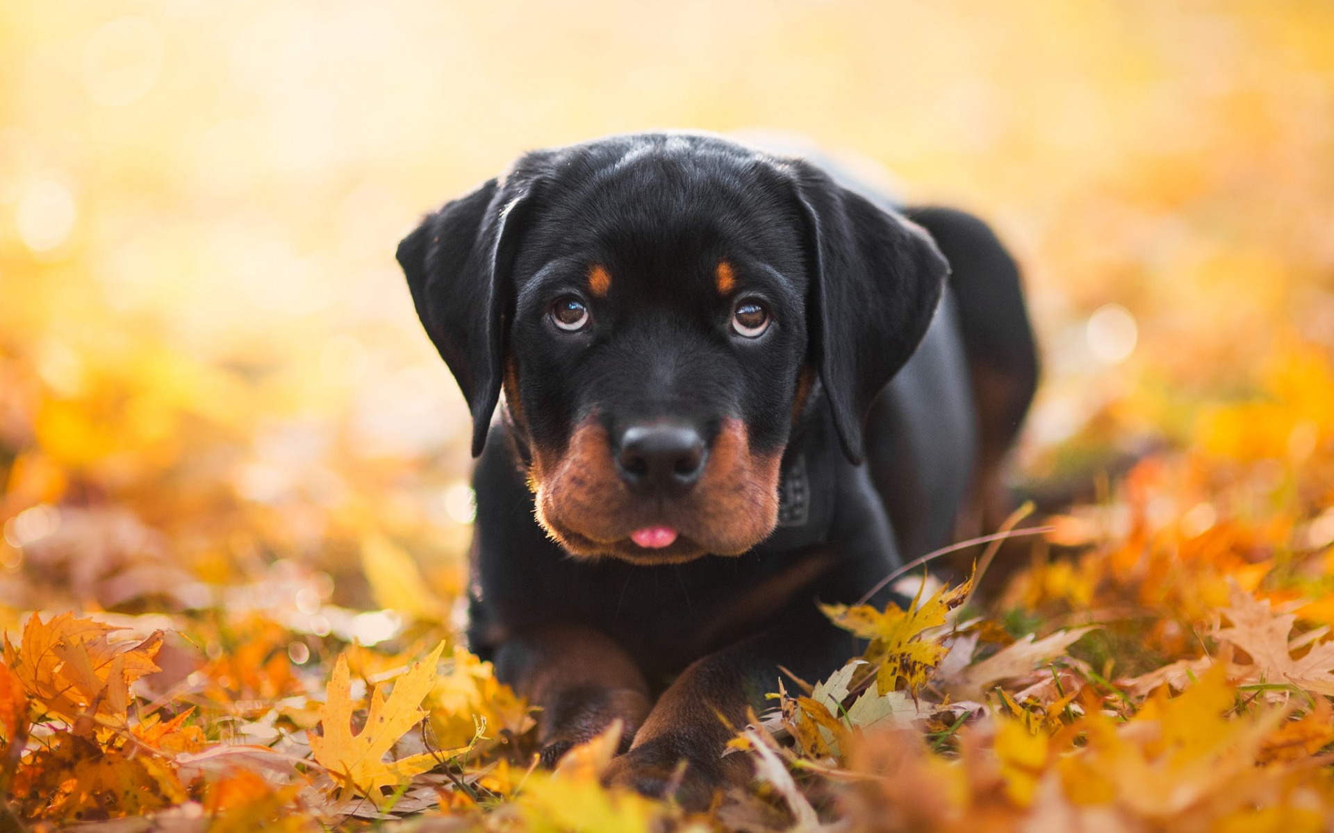 Laden Sie das Tiere, Hunde, Herbst, Hund, Welpen, Rottweiler-Bild kostenlos auf Ihren PC-Desktop herunter