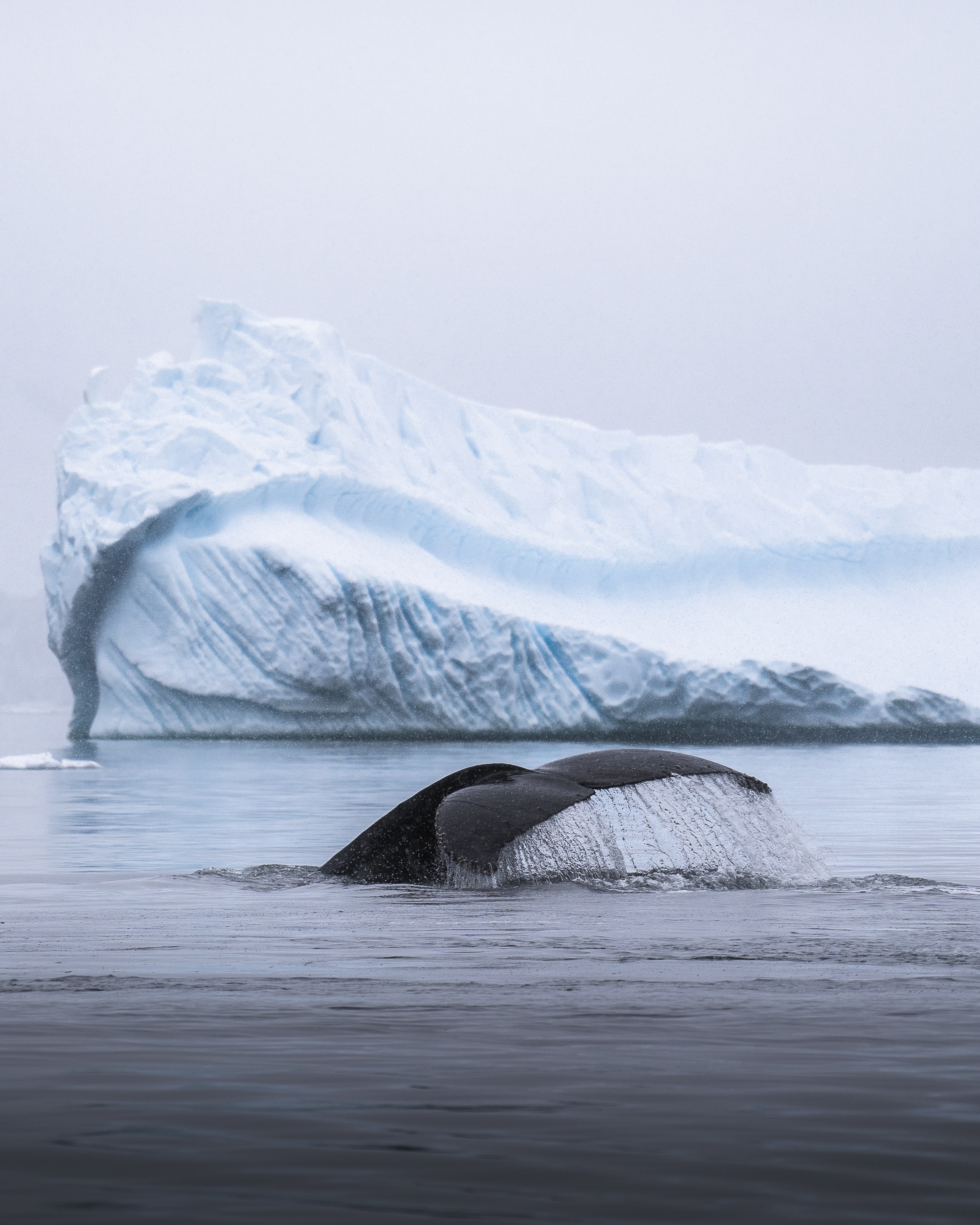 119730 скачать обои кит, лед, животные, брызги, хвост, айсберг - заставки и картинки бесплатно