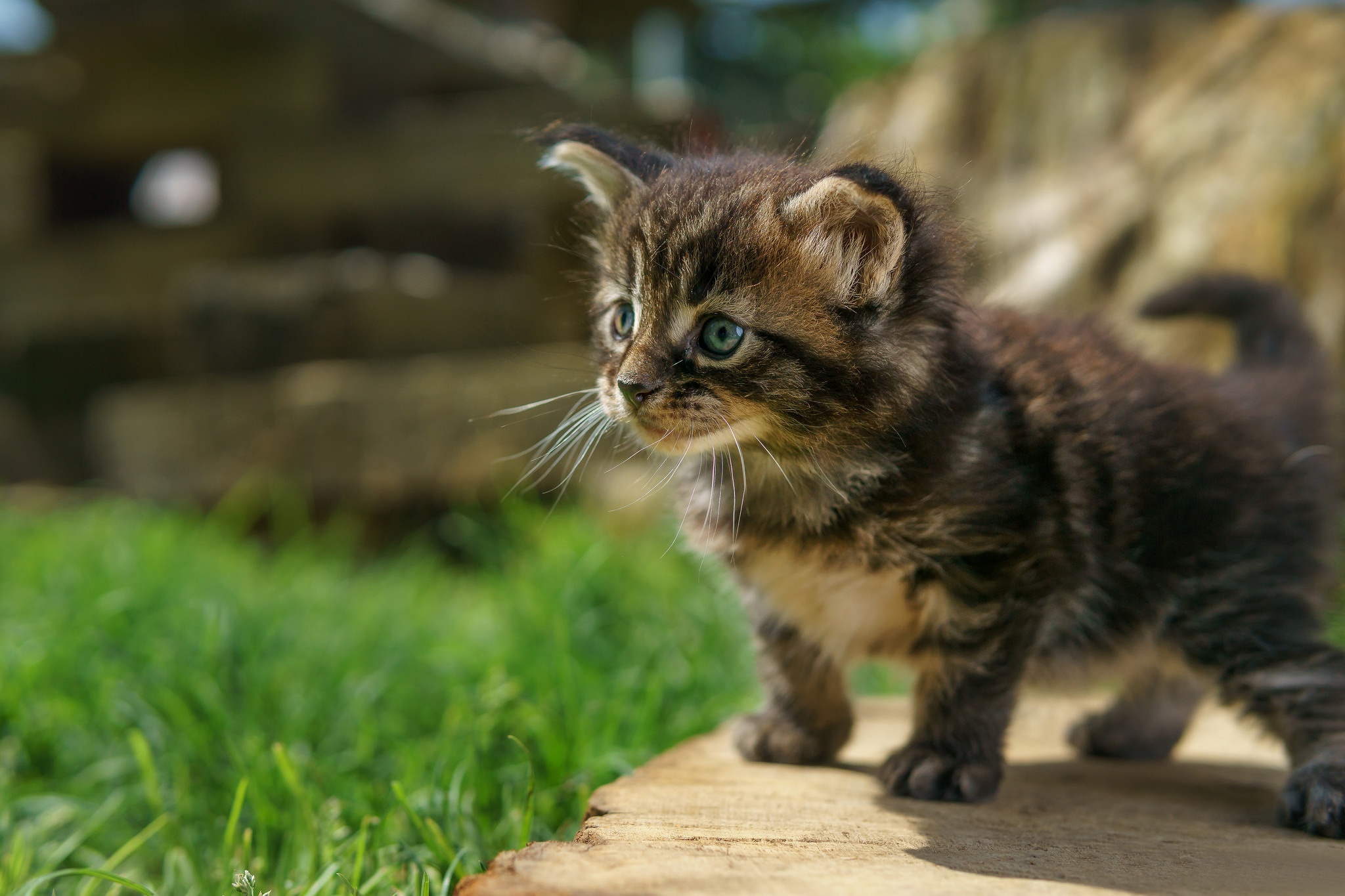 Скачать обои бесплатно Животные, Котенок, Кошка, Кошки, Детеныш Животного картинка на рабочий стол ПК