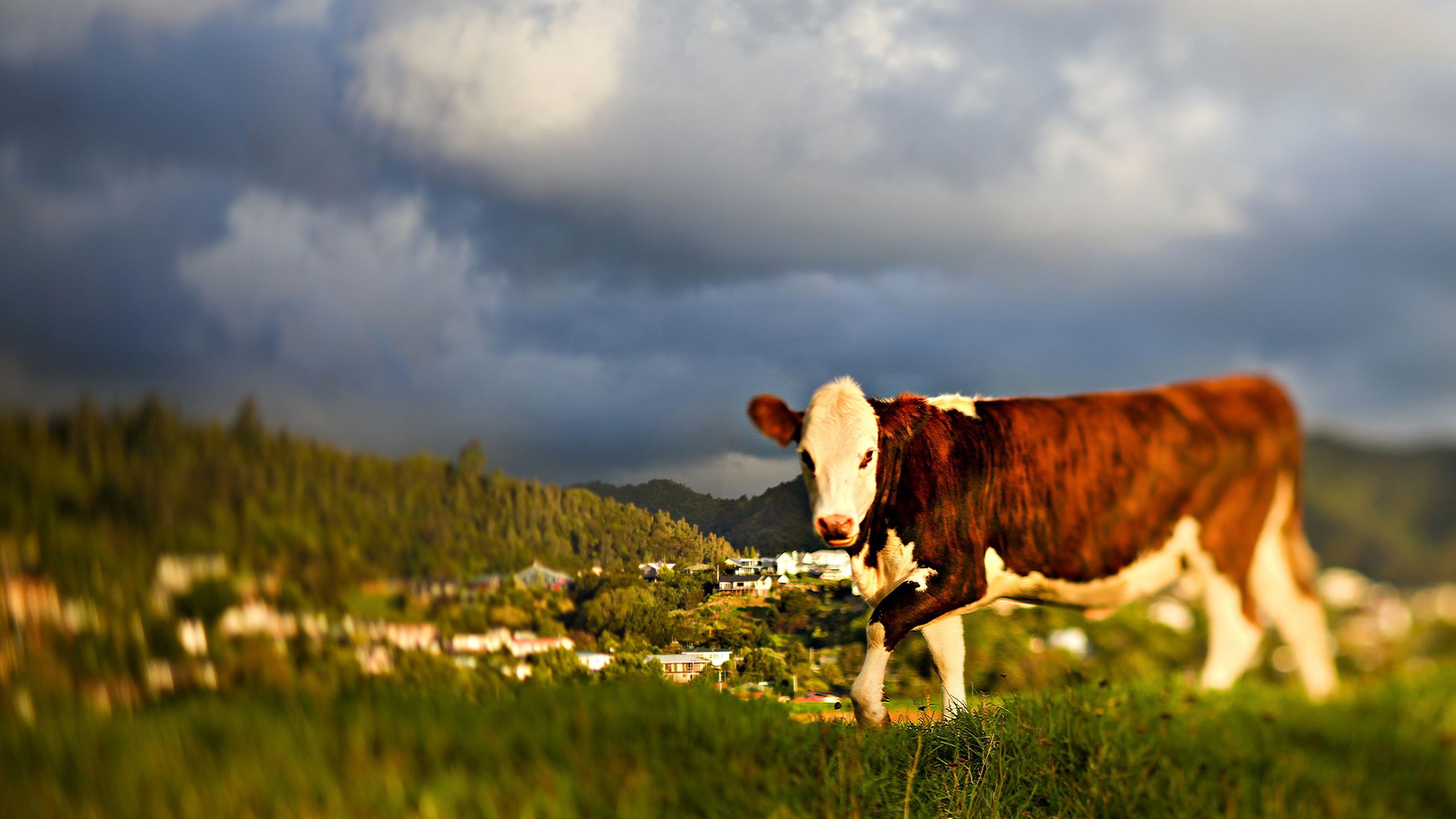 Free download wallpaper Animals, Grass, Sky, Stroll, Cow on your PC desktop