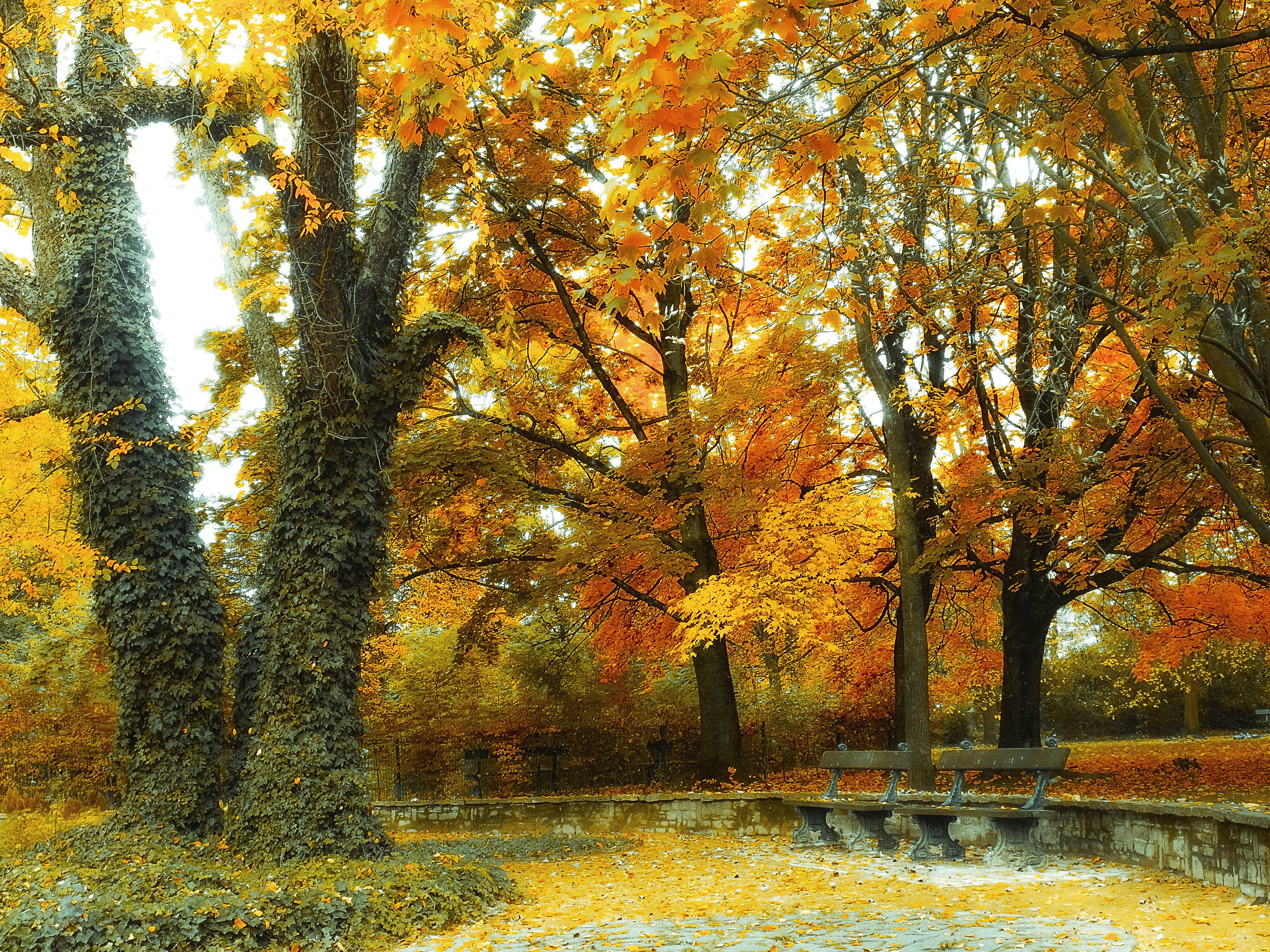 無料モバイル壁紙木, 秋, 公園, 黄色, ベンチ, マンメイドをダウンロードします。