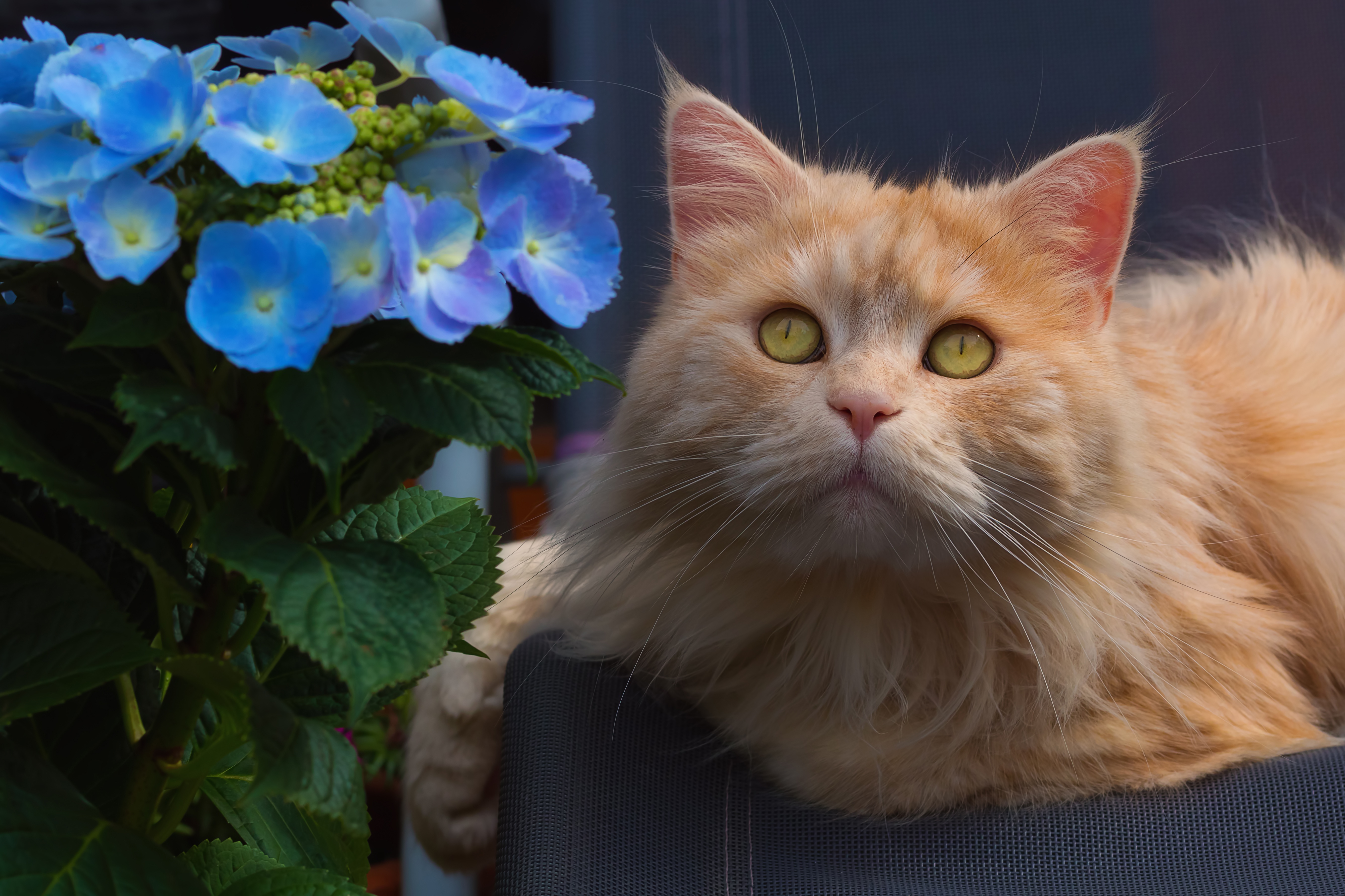 Download mobile wallpaper Cats, Cat, Animal, Hydrangea, Blue Flower for free.