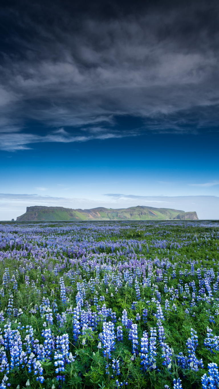 Descarga gratuita de fondo de pantalla para móvil de Cielo, Flor, Tierra, Campo, Tierra/naturaleza, Altramuz, Flor Azul.