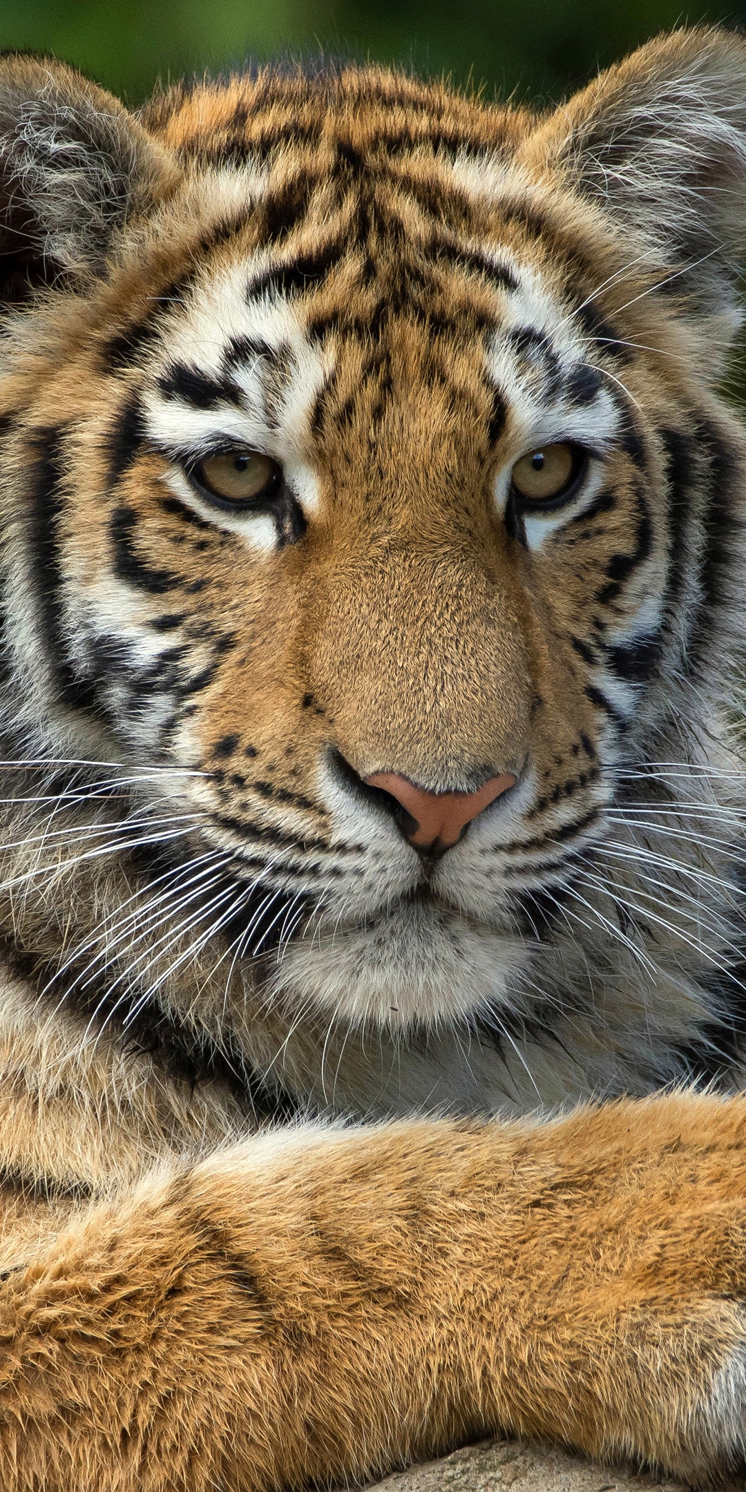 Download mobile wallpaper Cats, Animal, Tiger for free.