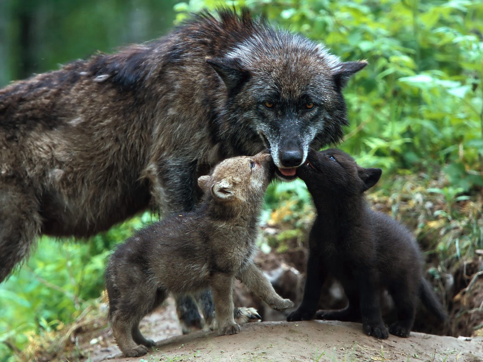 wolf, animals, young, color, family, care, cubs