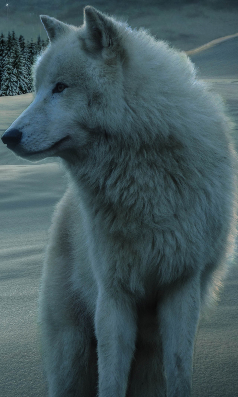 Download mobile wallpaper Winter, Night, Wolf, Animal, White Wolf, Wolves for free.