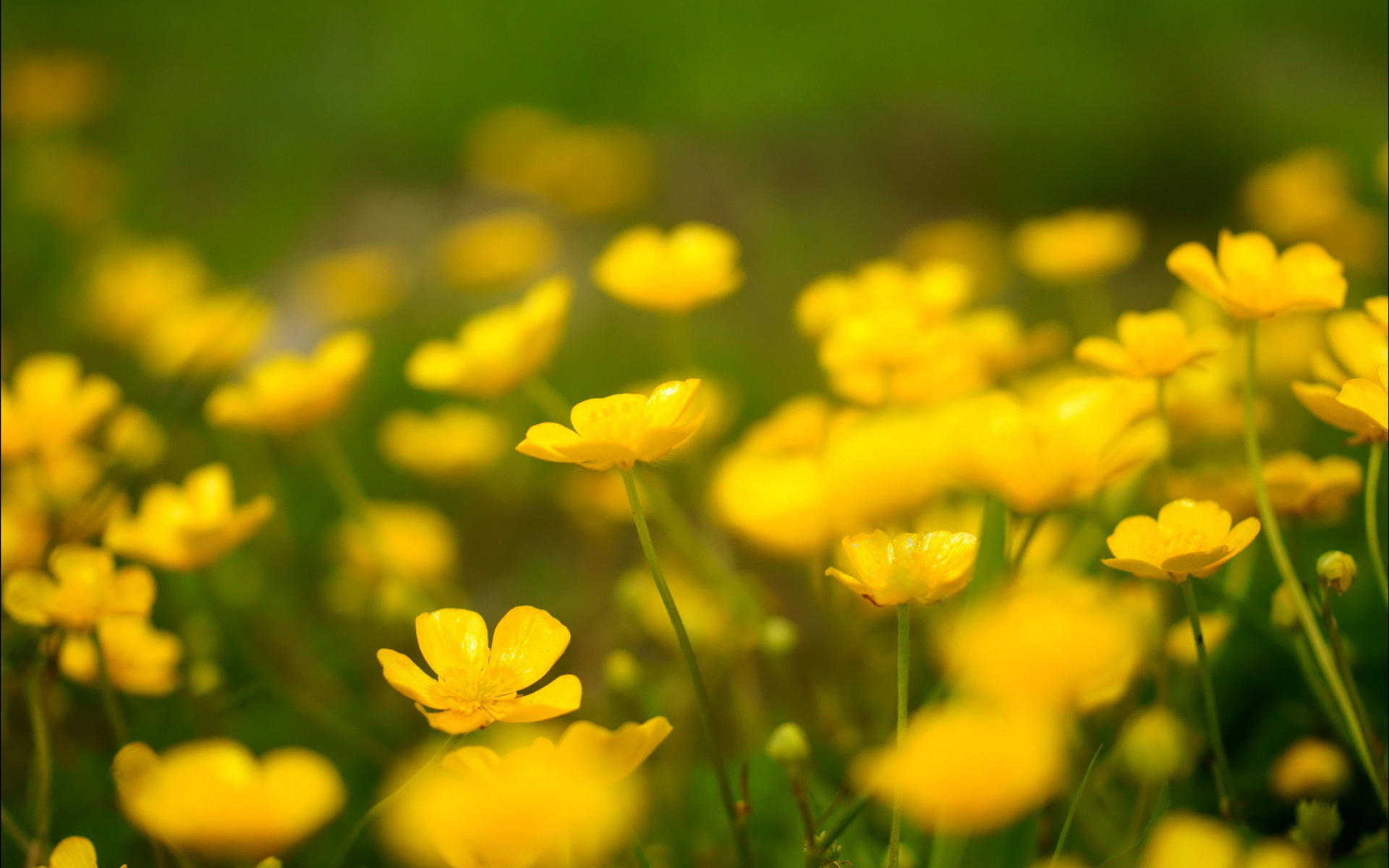 Laden Sie das Natur, Blumen, Blume, Erde/natur-Bild kostenlos auf Ihren PC-Desktop herunter