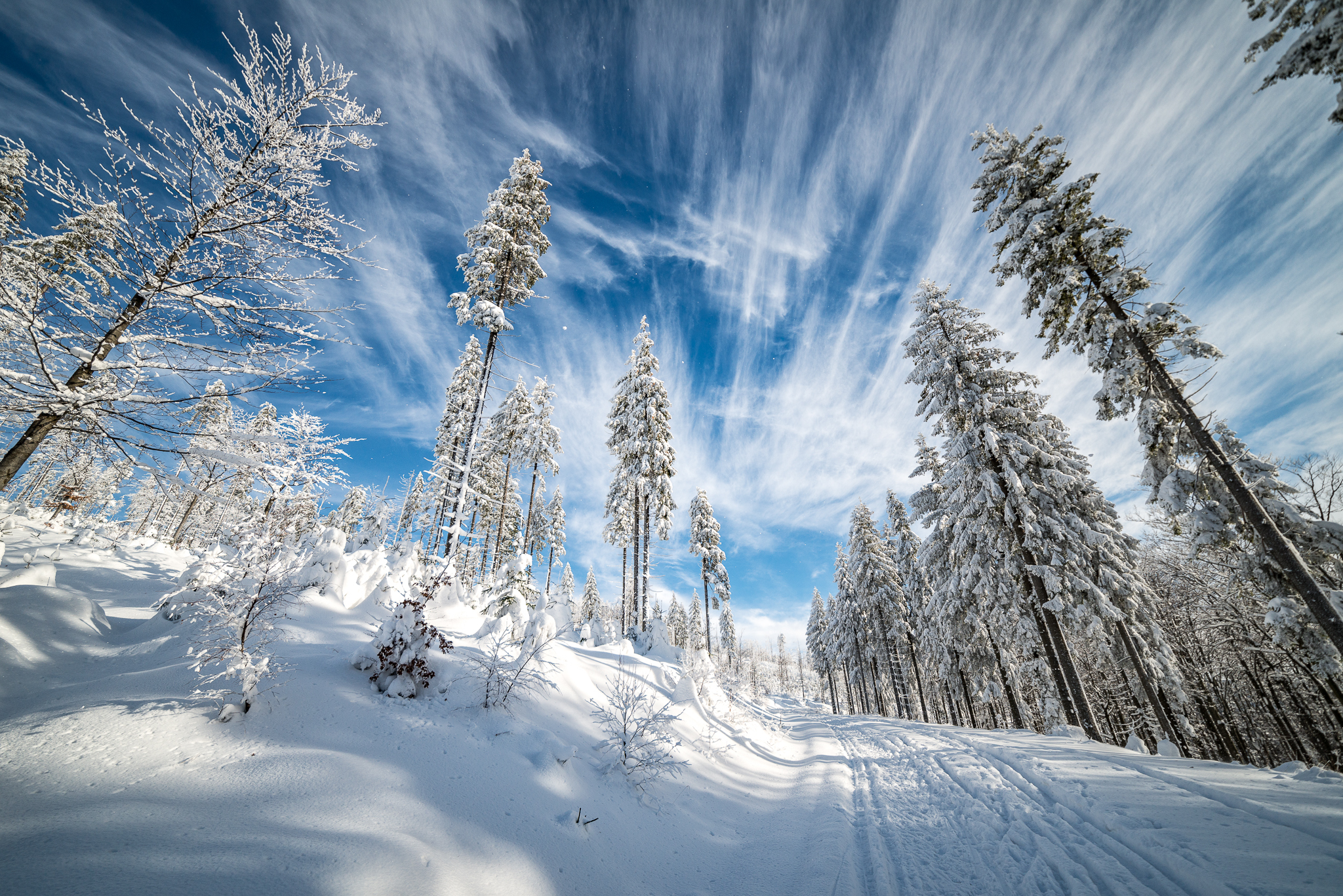 PCデスクトップに冬, 自然, 木, 雪, 道, 森, 地球, クラウド画像を無料でダウンロード