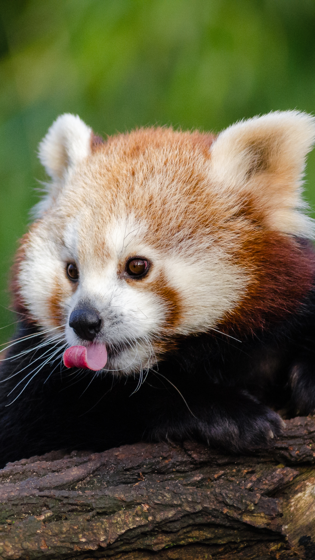 Handy-Wallpaper Tiere, Kleiner Panda kostenlos herunterladen.