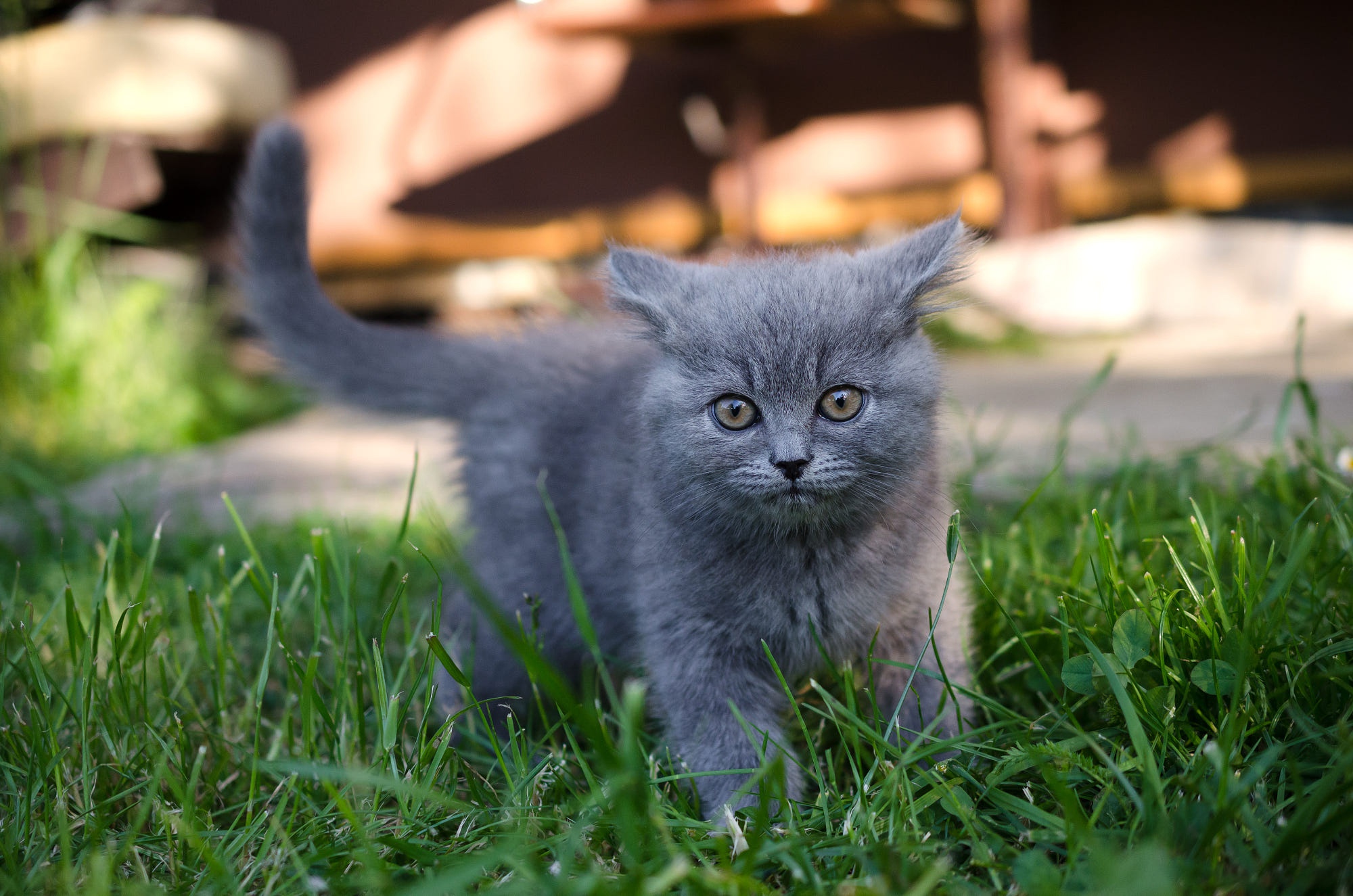 animal, british shorthair, grass, kitten, cats